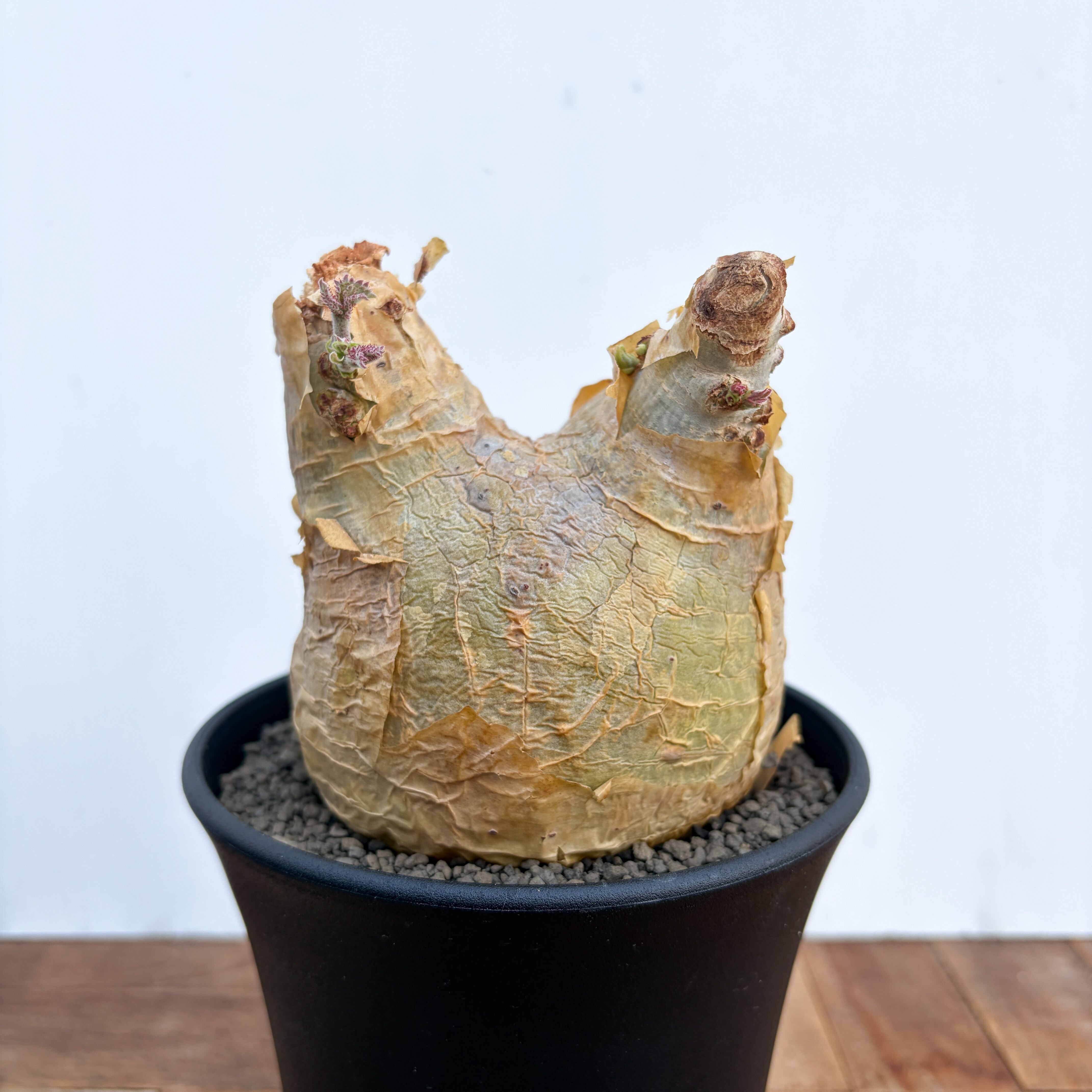 Cyphostemma uter var. macropus【キフォステンマ・ウター・マクロプス