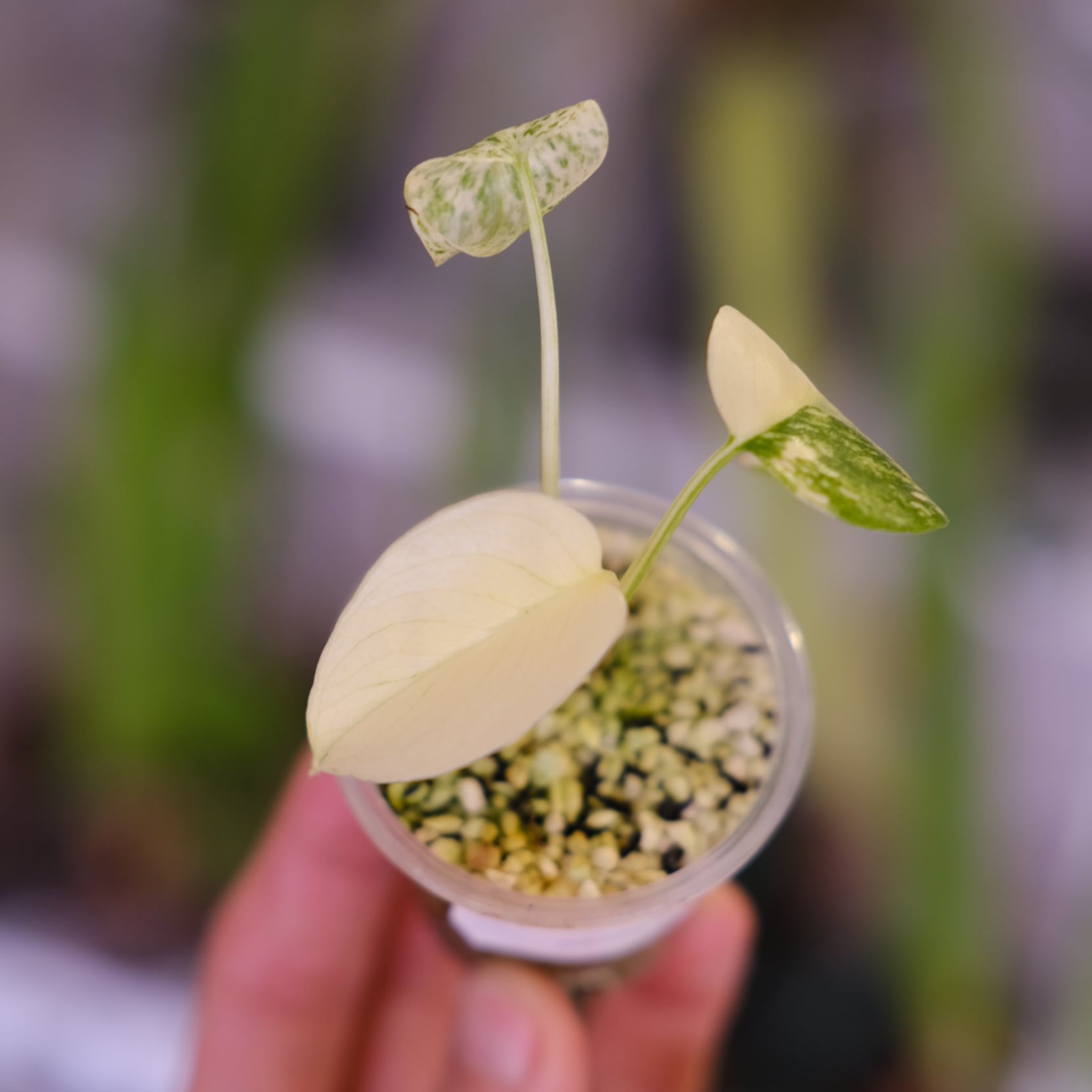 Monstera 'Mint'｜モンステラ ミント｜観葉植物 | tokyoplants