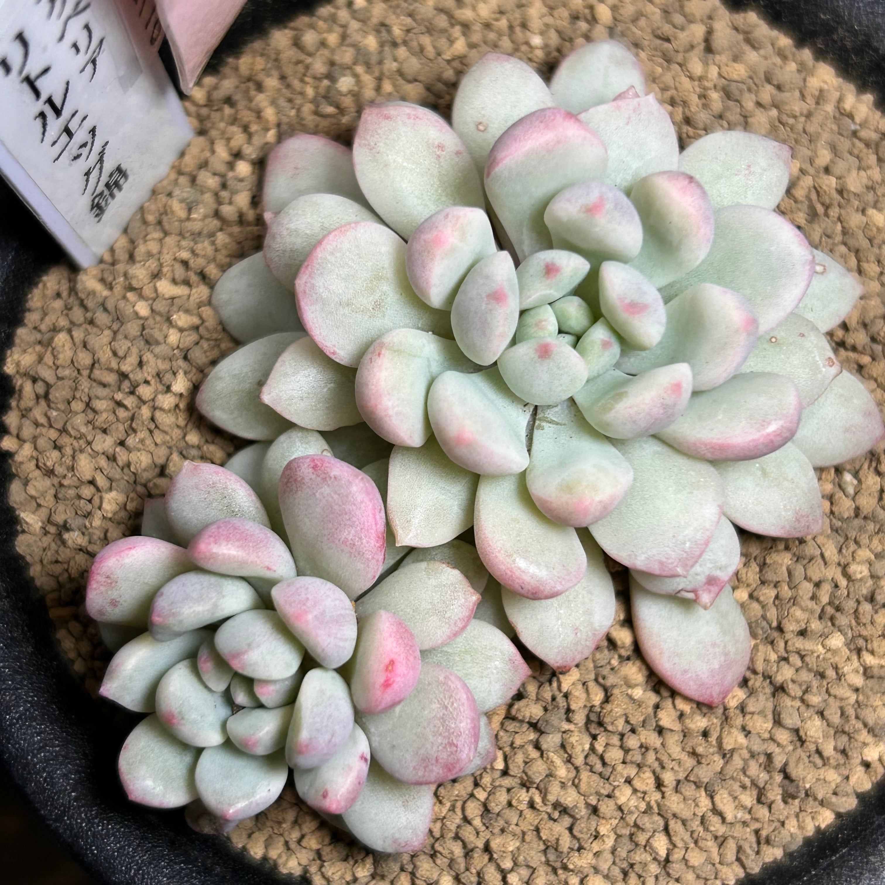 錦 | RuPo 多肉植物専門店