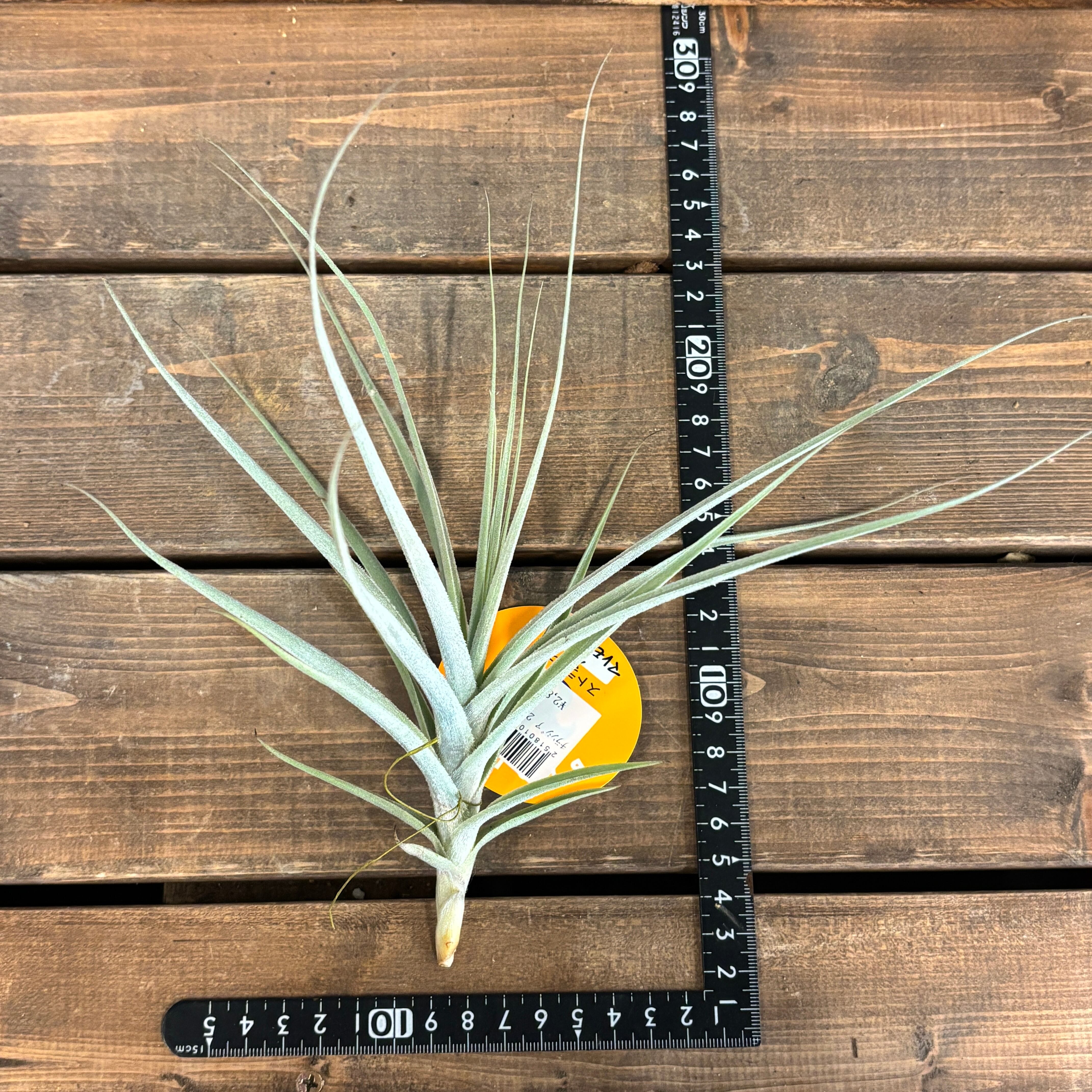 チランジア ストラミネア × マレモンティ【589】 | PROTOLEAF プロトリーフ