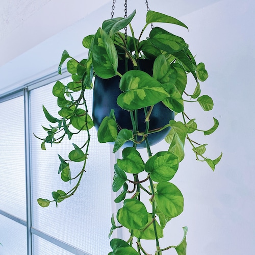 ポトス・グローバルグリーン Pothos Epipremnum pinnatum 'Global Green’