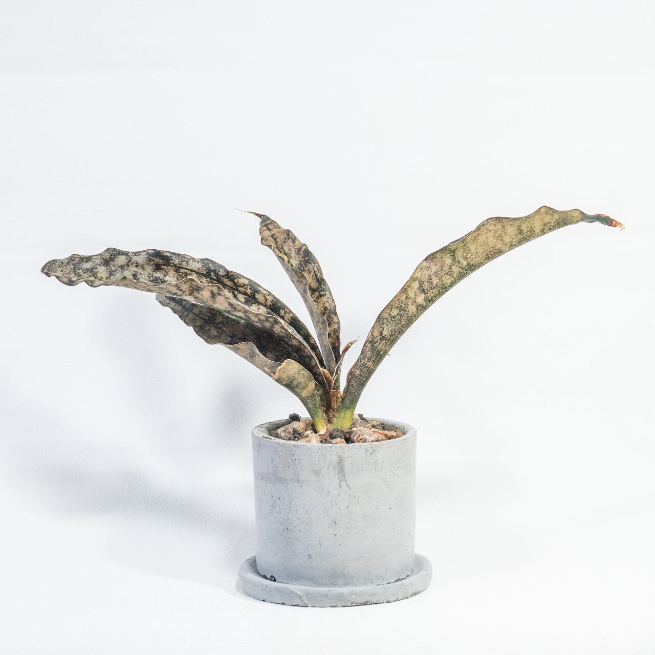 サンセベリア・キルキー・コパトーン 大人の空間を彩る渋い葉模様 自作モルタル鉢植え