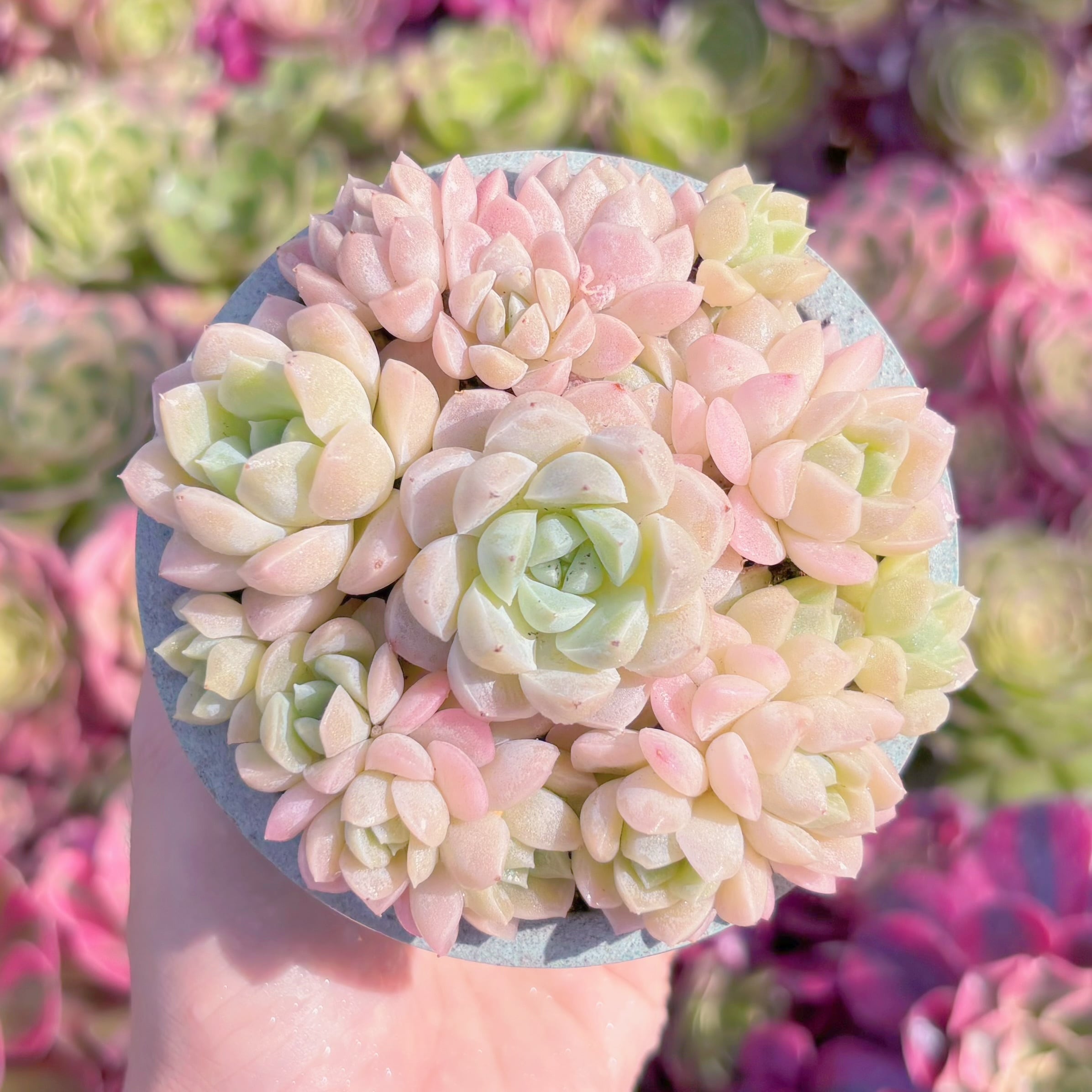 多肉植物　ピンクブルーズ(7苗)　新入荷　るる農園