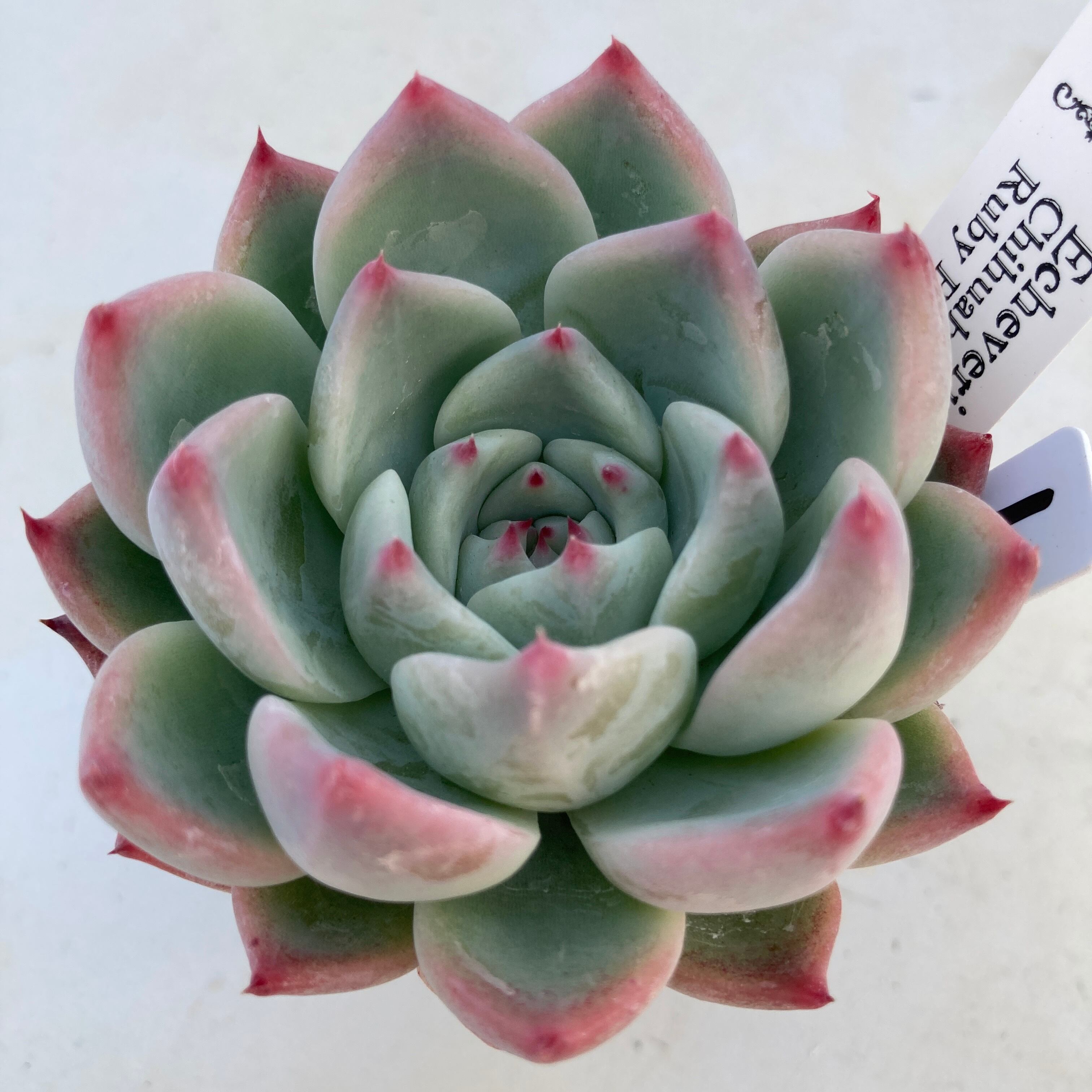 現物商品】 チワワエンシス ルビーブラッシュ ① レオゴンザレス