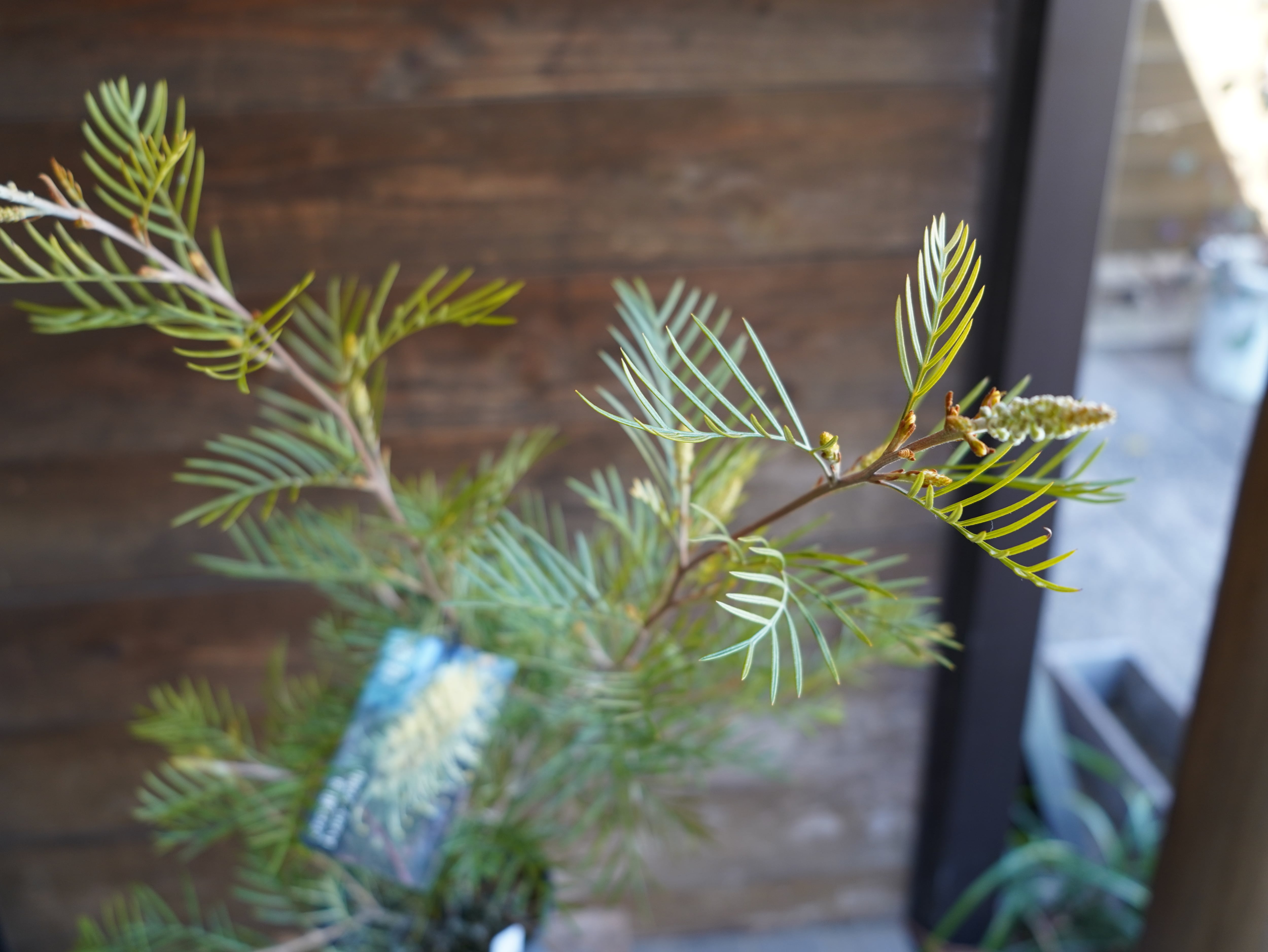 【現物】グレビレア ”アイボリーホイップ” B