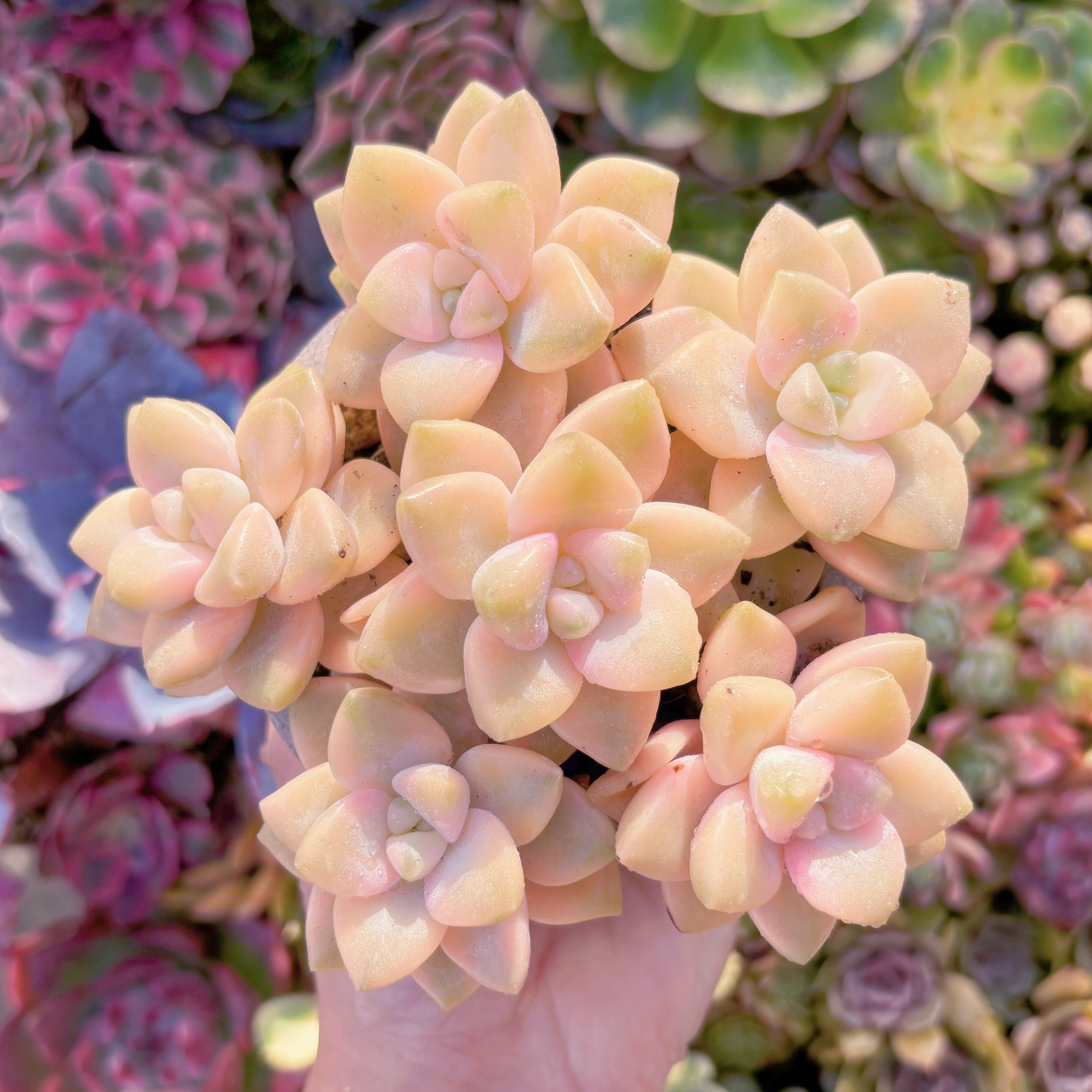 現品　杏子美人錦(6苗)#D16　在庫僅少　るる農園