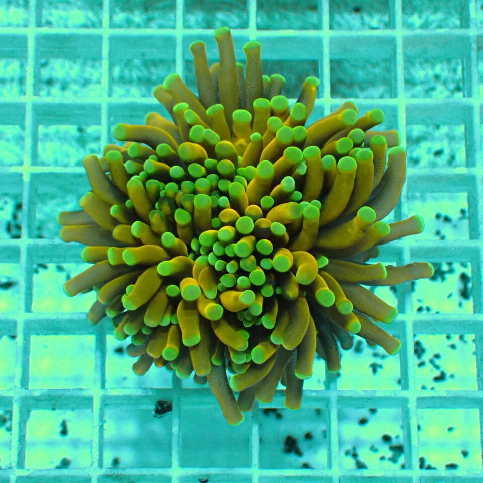 ハナサンゴ / Torch | HOUSE REEF(ハウスリーフ)サンゴ・海水魚・海藻