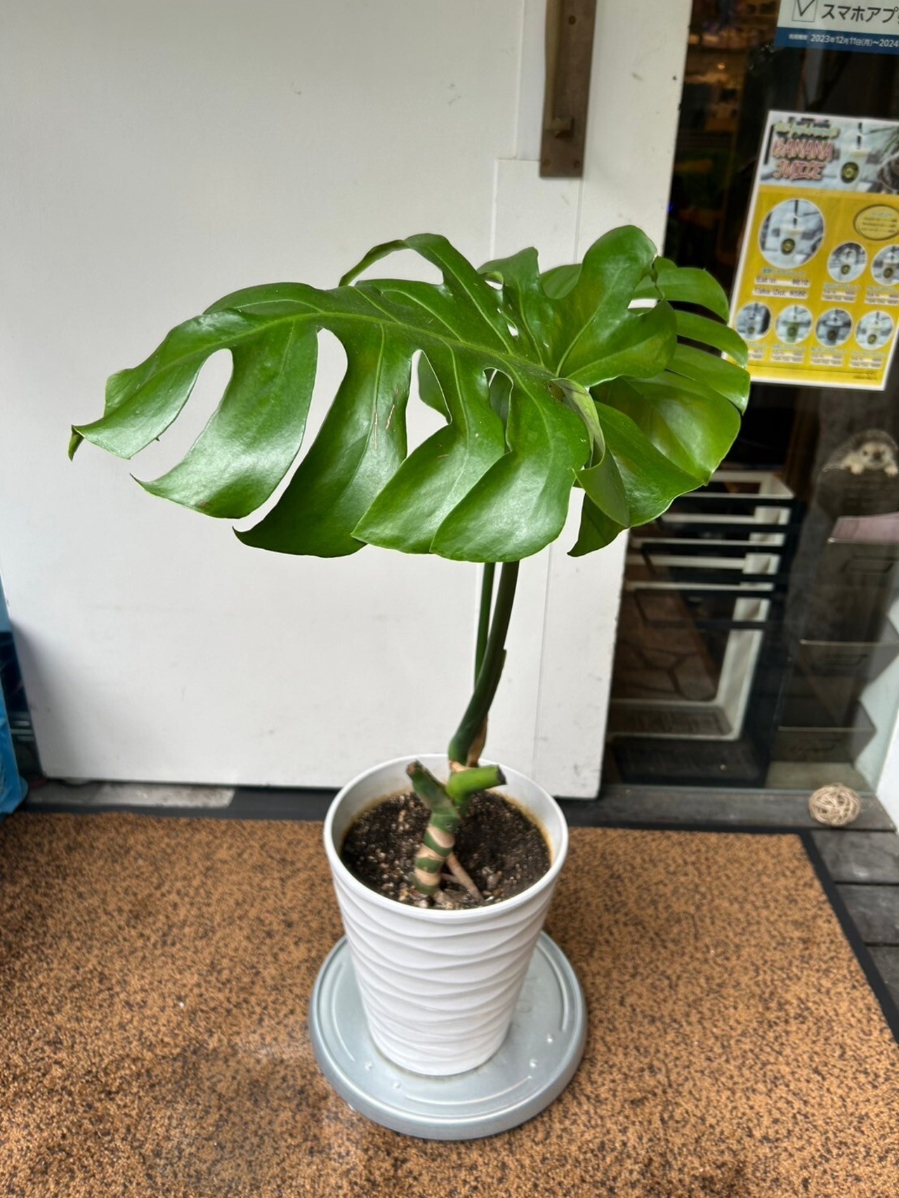 モンステラデリシオーサ