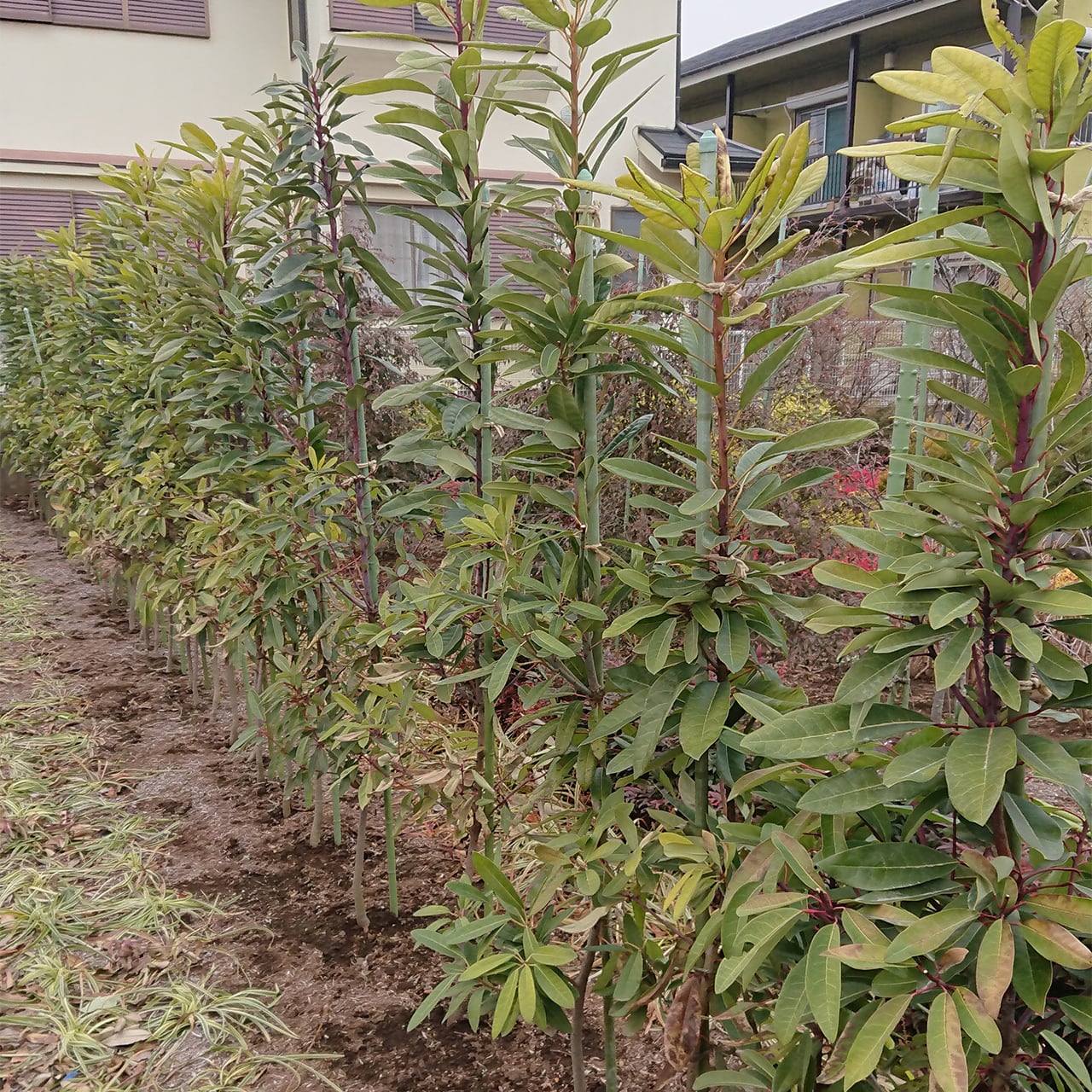 ヒメユズリハ（地植え） | 連大植木