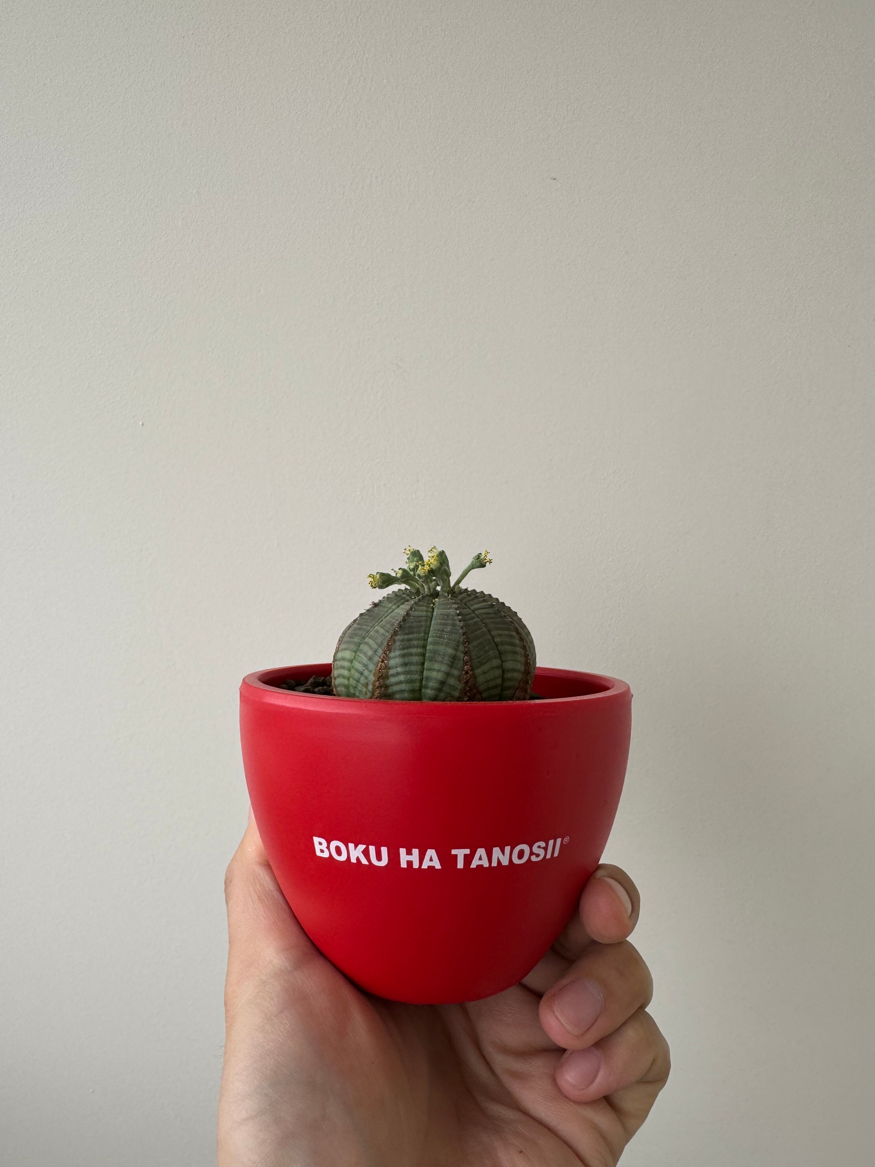 【新着】Euphorbia Obesa × ボクタノ鉢【BOKU HA TANOSII】ユーフォルビア オベサ