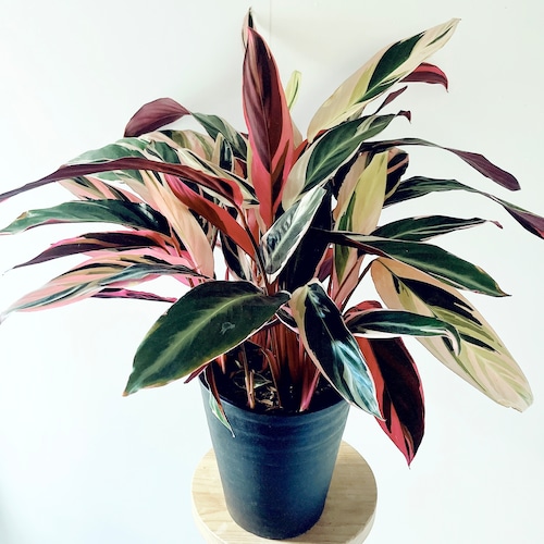 【再入荷】ストロマンテ・トリオスター｜華やかな三色葉の特大株｜7号鉢｜calm cafeセレクト