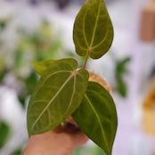 アンスリウム・ミシェル × エースオブスペード / Anthurium 'Michelle'× A. Ace of Spade⑤│観葉植物