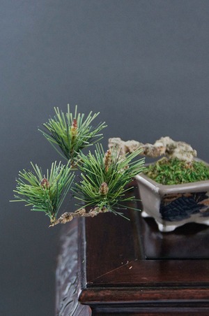 盆栽 松  Pinetree Bonsai #52 （鉢変更）