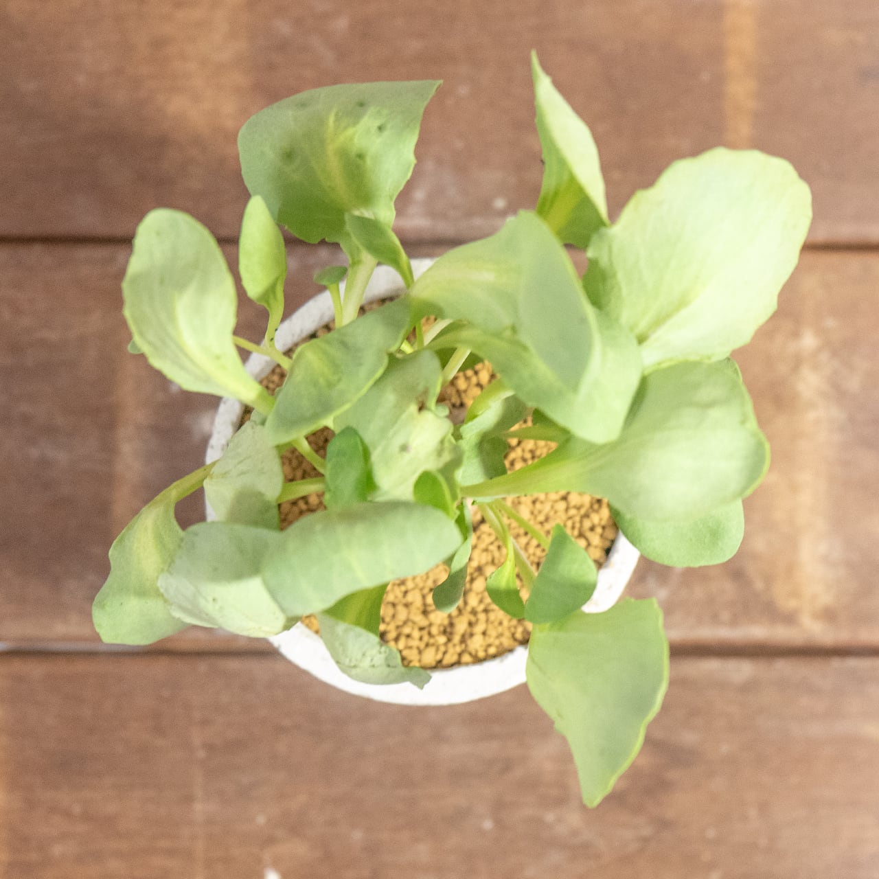 手づくりモルタル鉢が引き立てるオトンナ・ヘレー。無機質な質感と有機的な造形美が融合した、モダンな佇まいの一点物セット|虫発生抑制