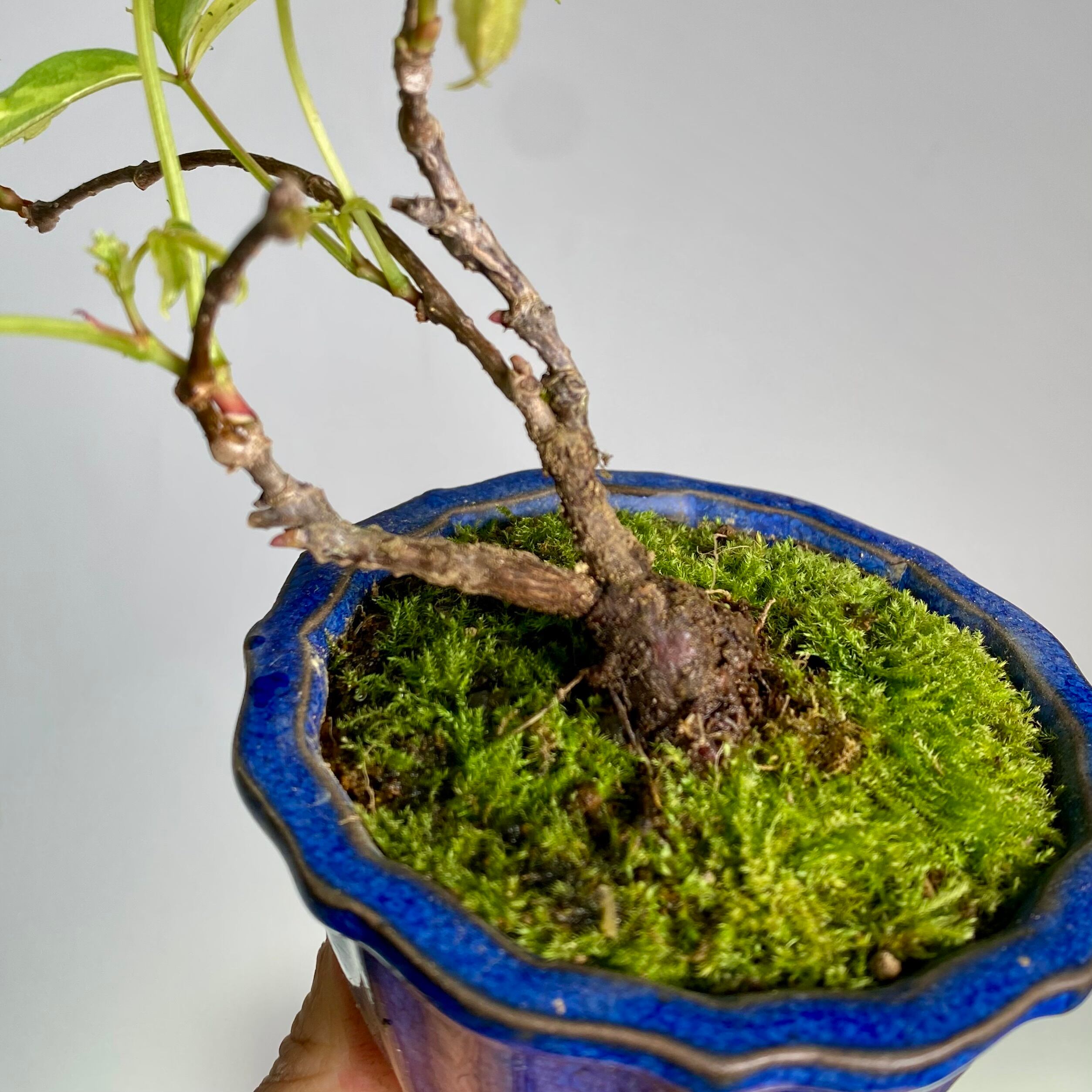 斑入りアメリカヅタのミニ盆栽｜高さ 約15cm | BONSAI Labo ウエブショップ