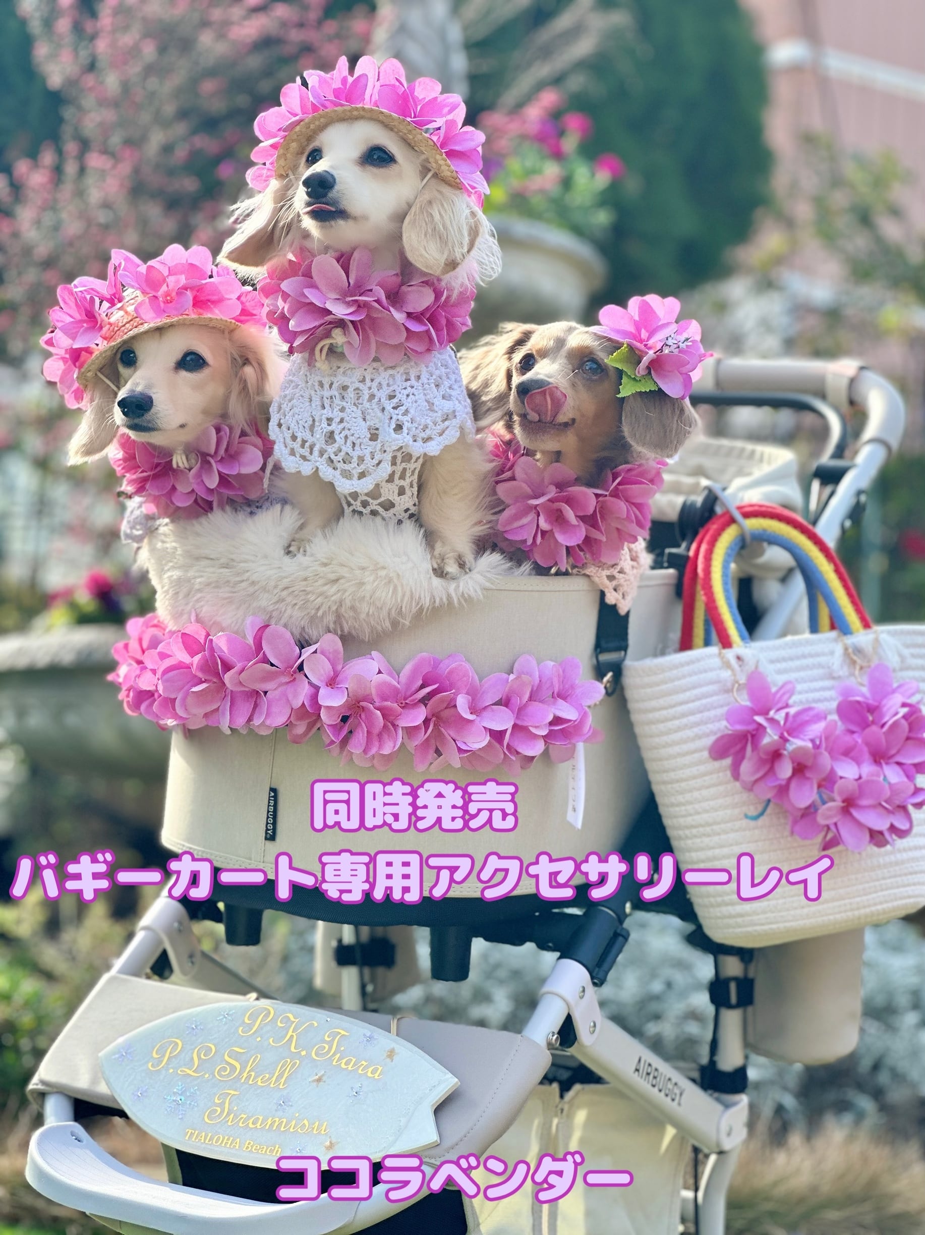 ココラベンダー 大型犬 Lサイズ