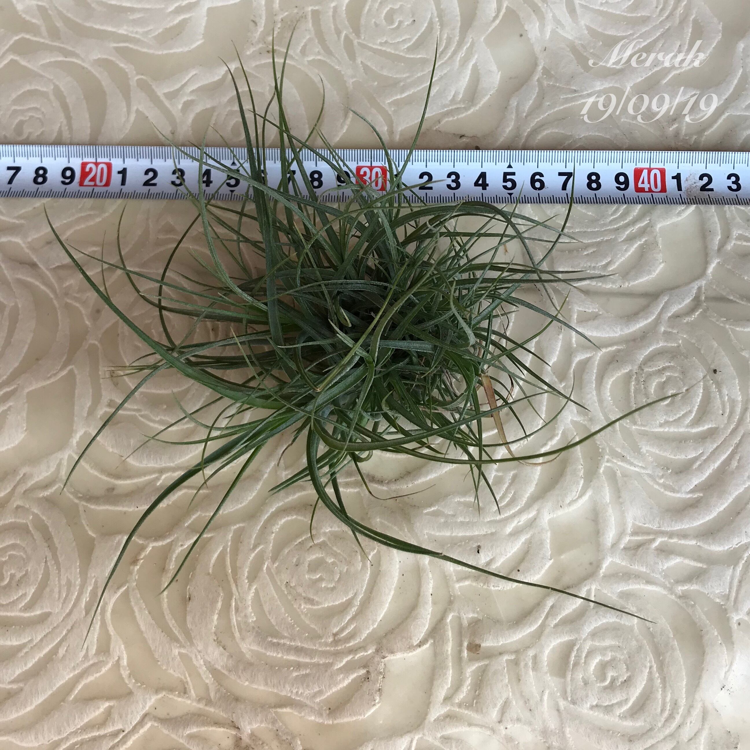 サボテンの骨 カクタススケルトン サボテン ふくみず 2個 入荷サボテン 
