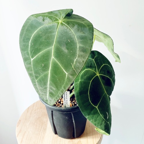 《人気》アンスリウム フォルゲッティ5号鉢 観葉植物 calm cafe