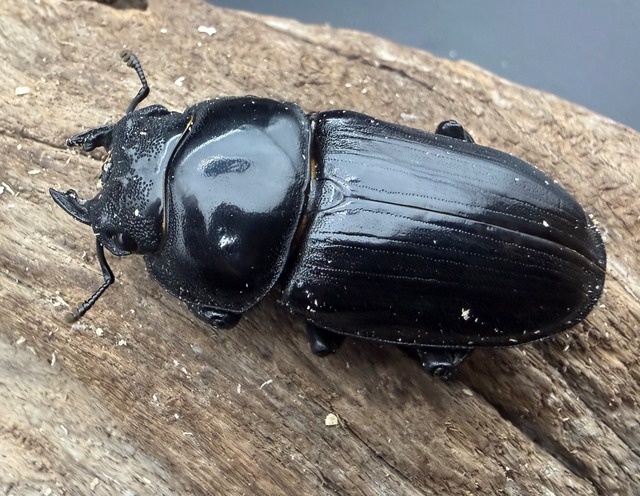 《オオクワガタ 能勢YG血統 51.5mm ♀単》