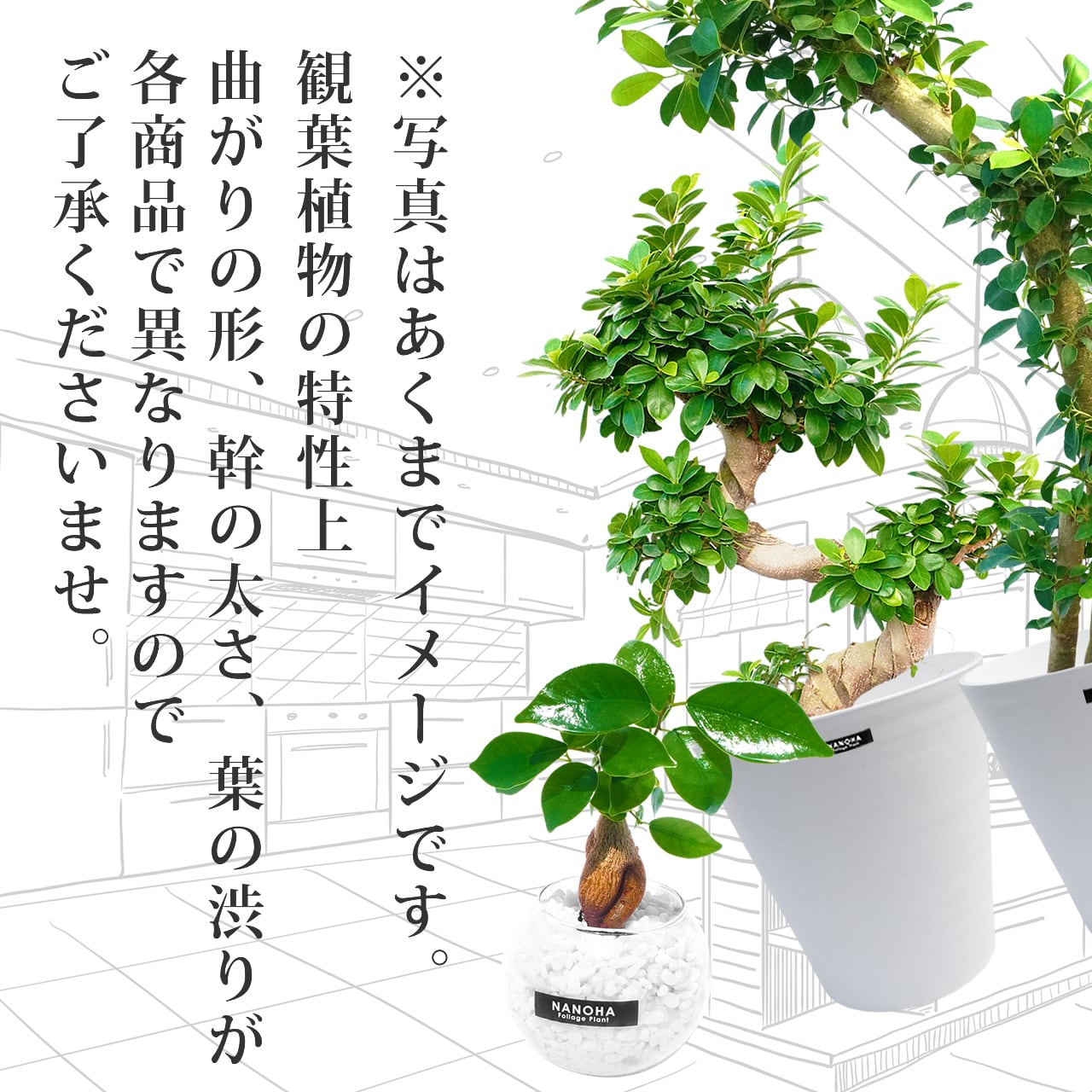 ❤人生大吉❤【ガジュマル】曲げ作り