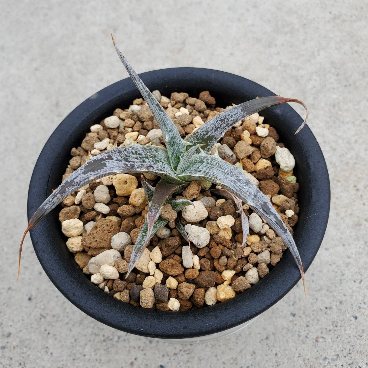 レア原種 ディッキア Dyckia pulquinensis ⑴ レア原種 ディッキア Dyckia pulquinensis ⑴