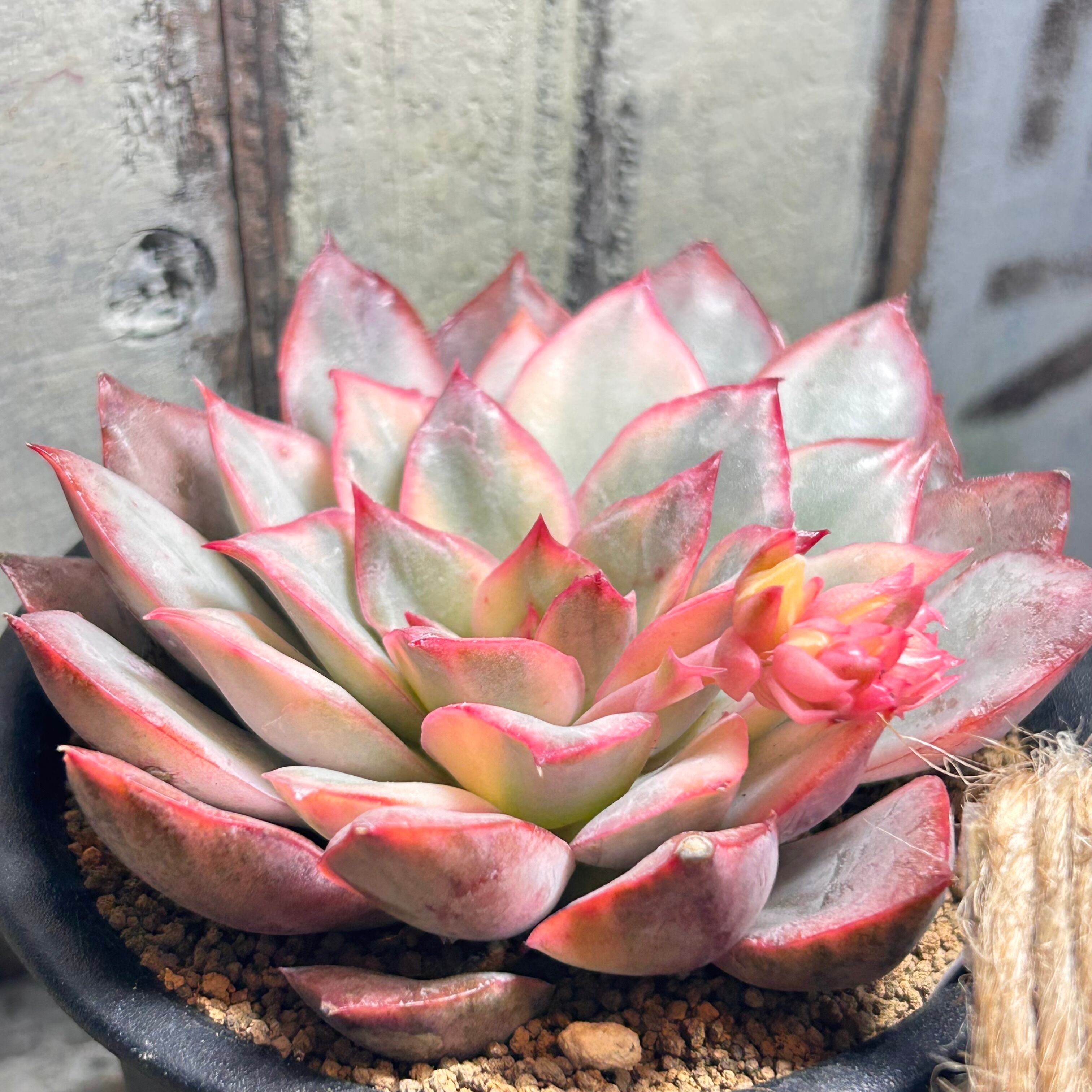 多肉植物   ムーンガドニス覆輪錦 ムーンガドニス錦 | RuPo 多肉植物専門店