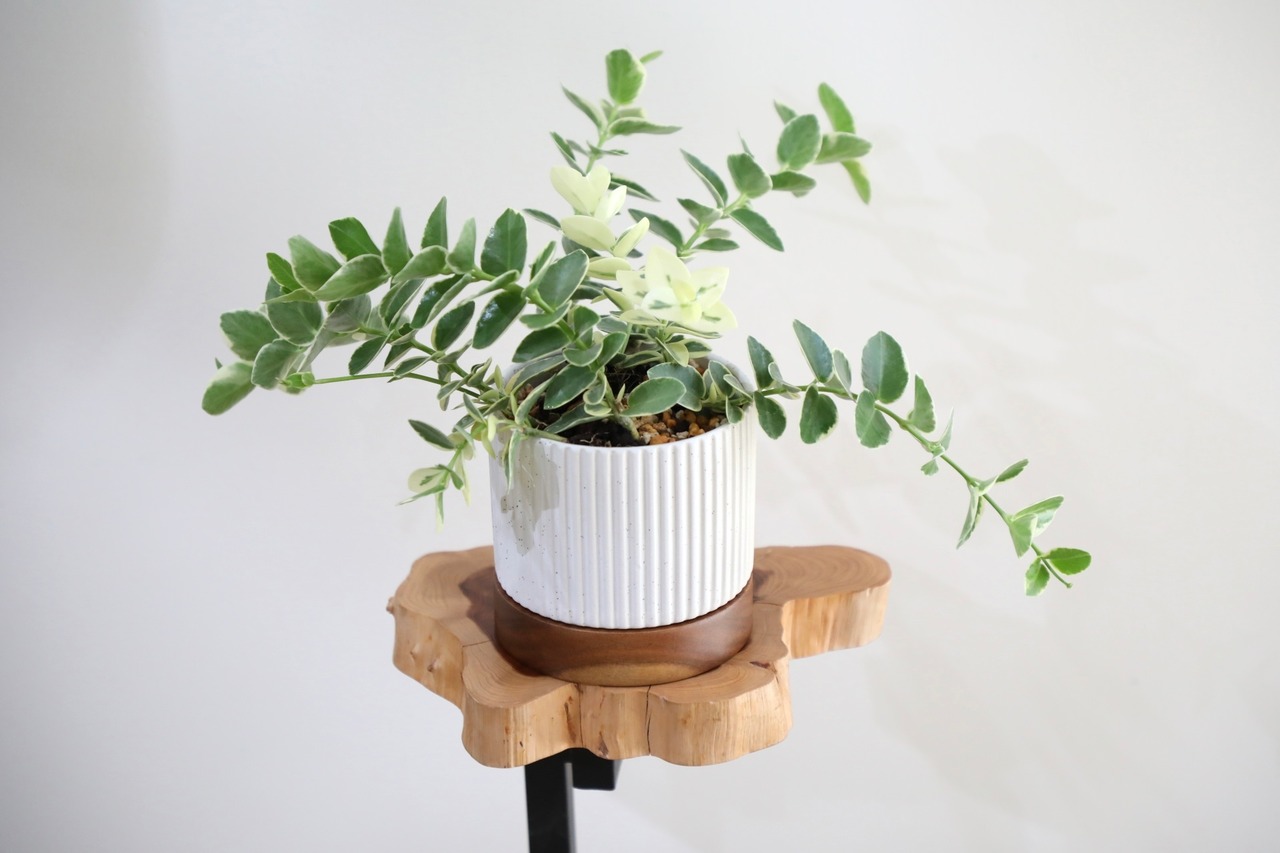 【S】ホヤ クミンギアナ 斑入り/Hoya cumingiana　※陶器鉢付き