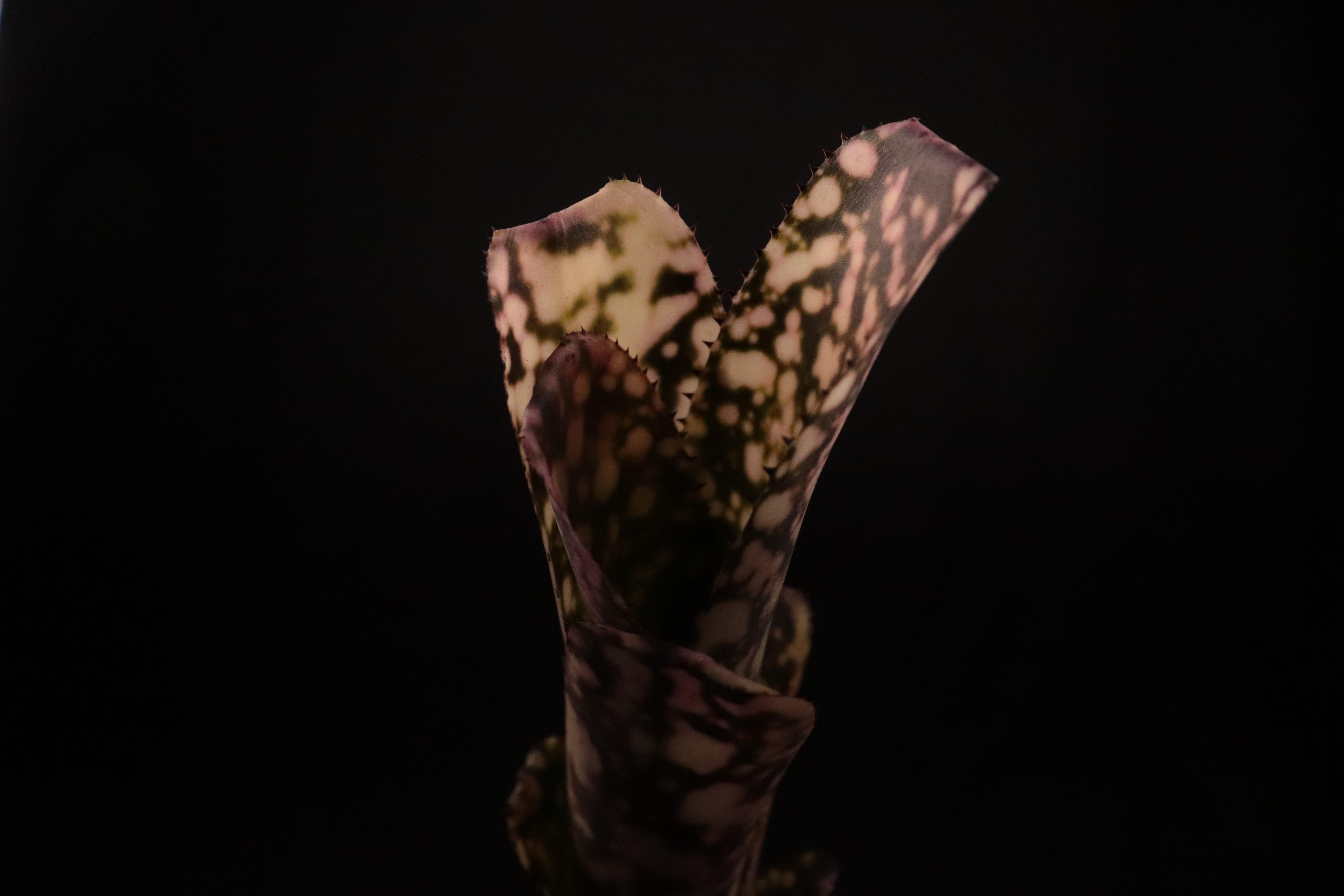 ブロメリア・エアープランツ Billbergia Kolan raspberry cream BCR Bromeliad Cultivar Register>