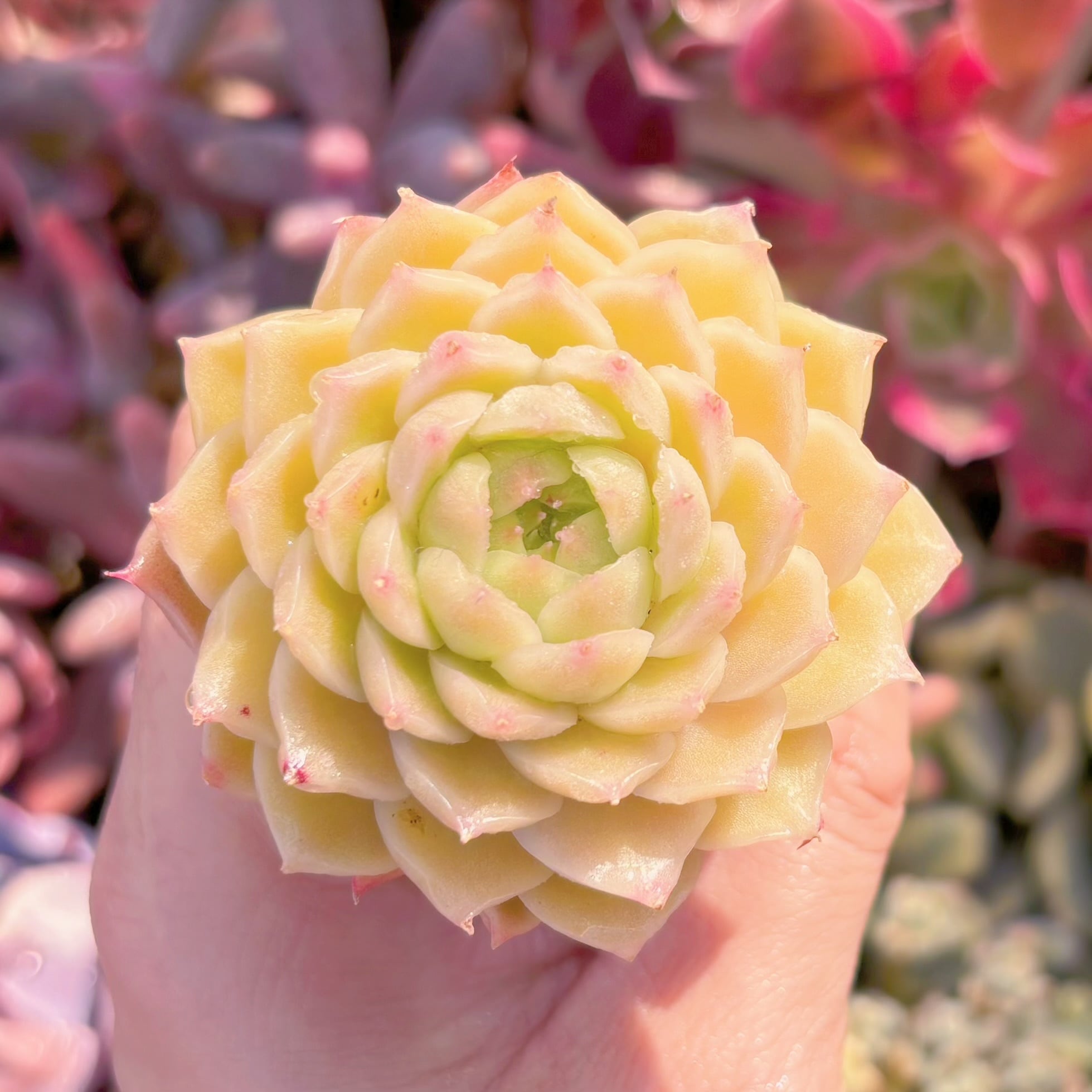 多肉植物　杏奈　新入荷　るる農園