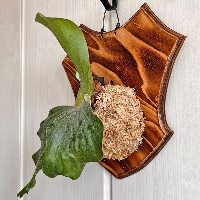 ビカクシダ エレファントティス 中株 板付 【観葉植物 壁掛け コウモリラン】