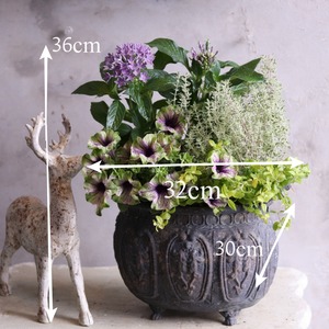 寄せ植え　ペンタスとアマゾナスのシャビーポット寄せ植え｜届いてすぐ飾れる完成品｜玄関にオススメ｜新築・開店祝いギフト｜モンディマンシェ