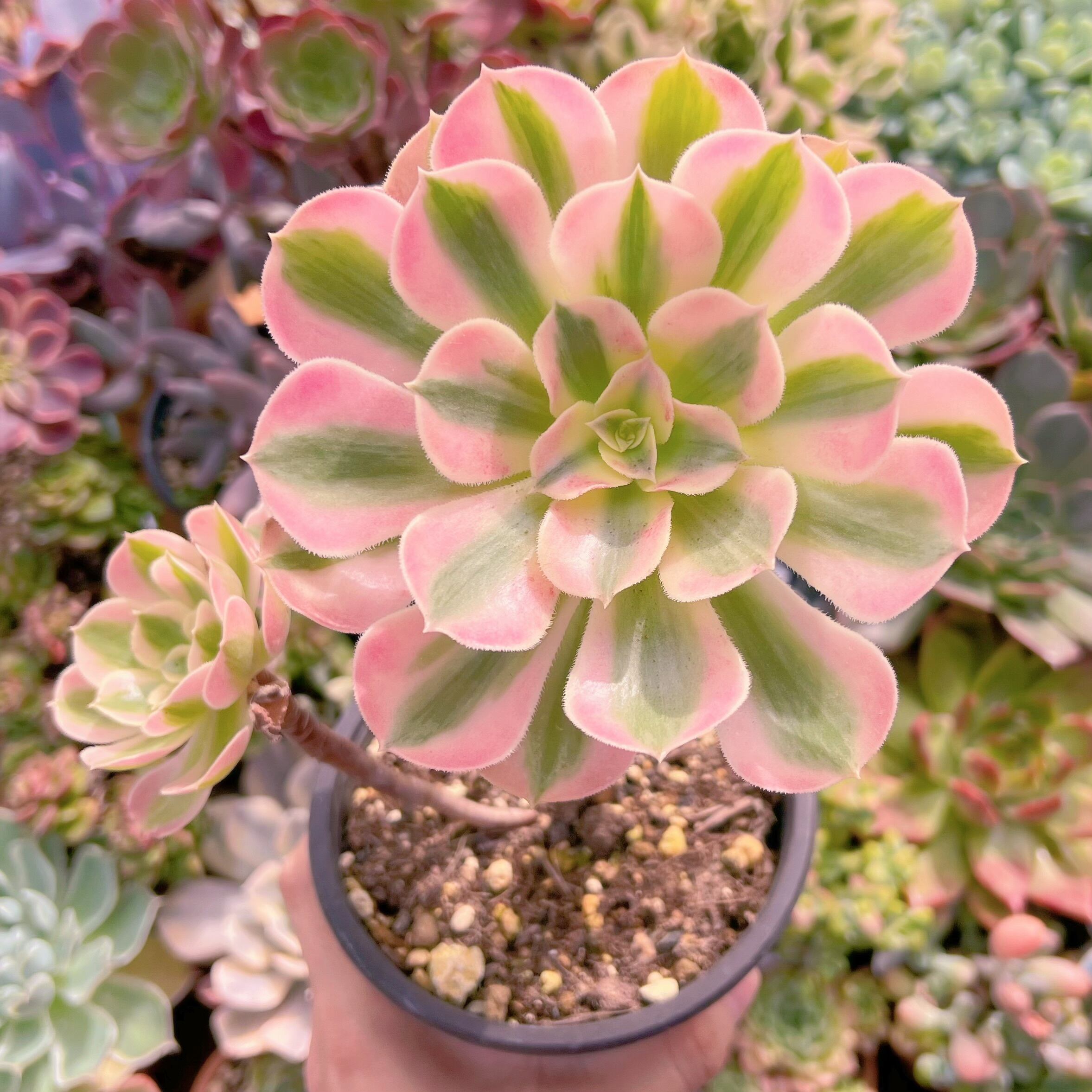 現物　アフラダイティ#250古株   るる農園