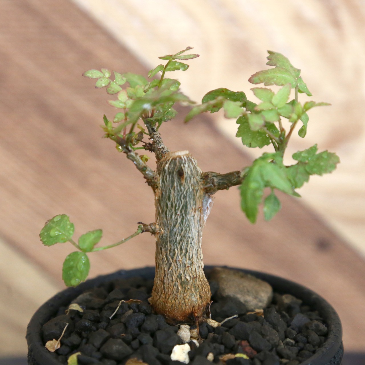 Bursera fagaroides (ブルセラ ファガロイデス) / 小株(3号鉢)/Lot.003