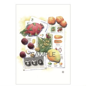 ポストカード：Tropical fruits (MF-012)