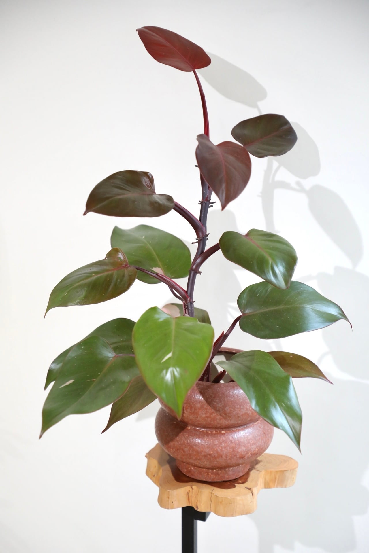 M】フィロデンドロン パーシモンプリンセス/Philodendron | 【厳選植物