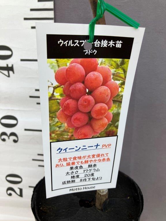 ぶどう クィーンニーナ ウイルスフリー接木苗 | 日本ライン花木センター