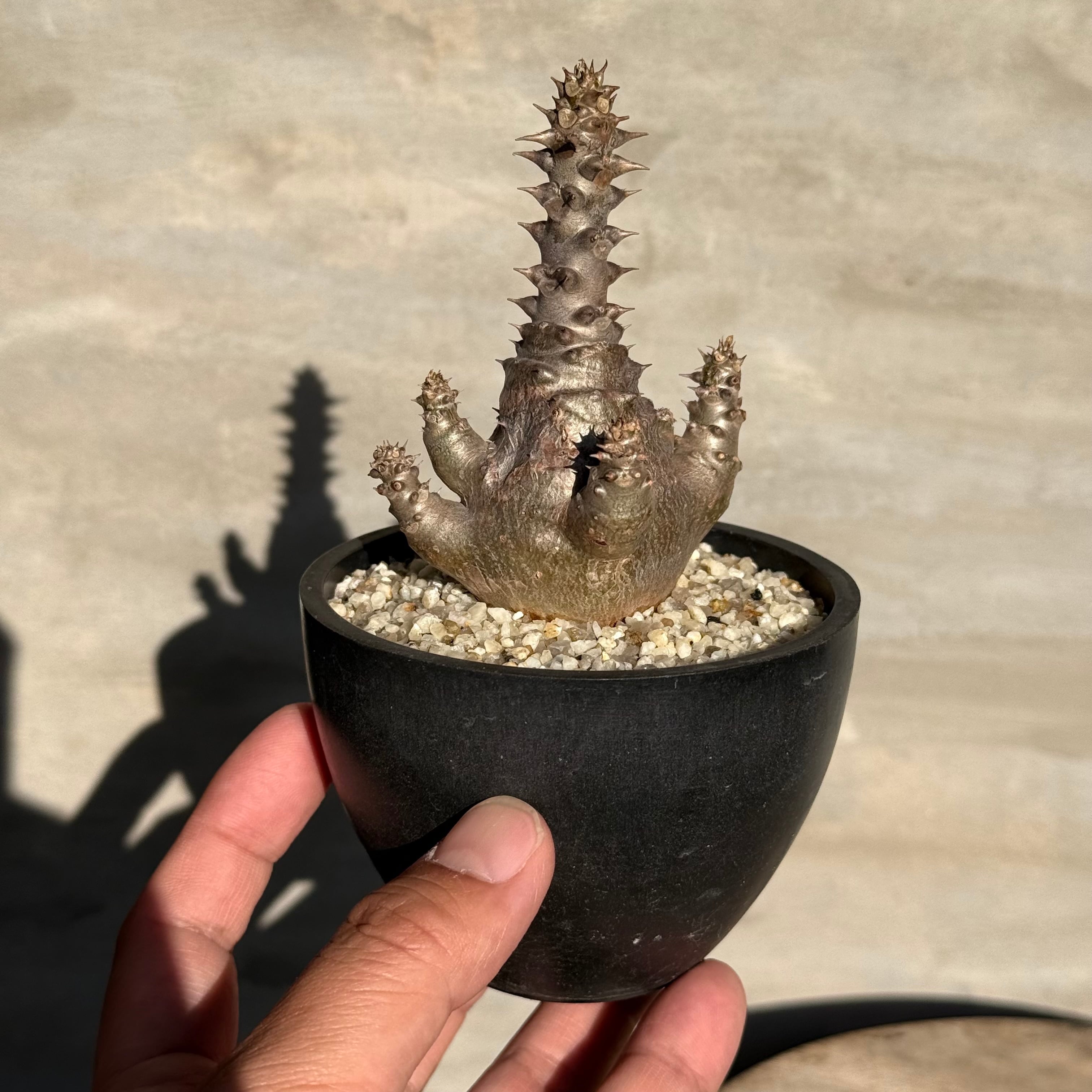 美原良 鉢 pep鉢 植物鉢】美原良 pep 0131 RYO MIHARA 陶器鉢 <4> | A-PLANTS