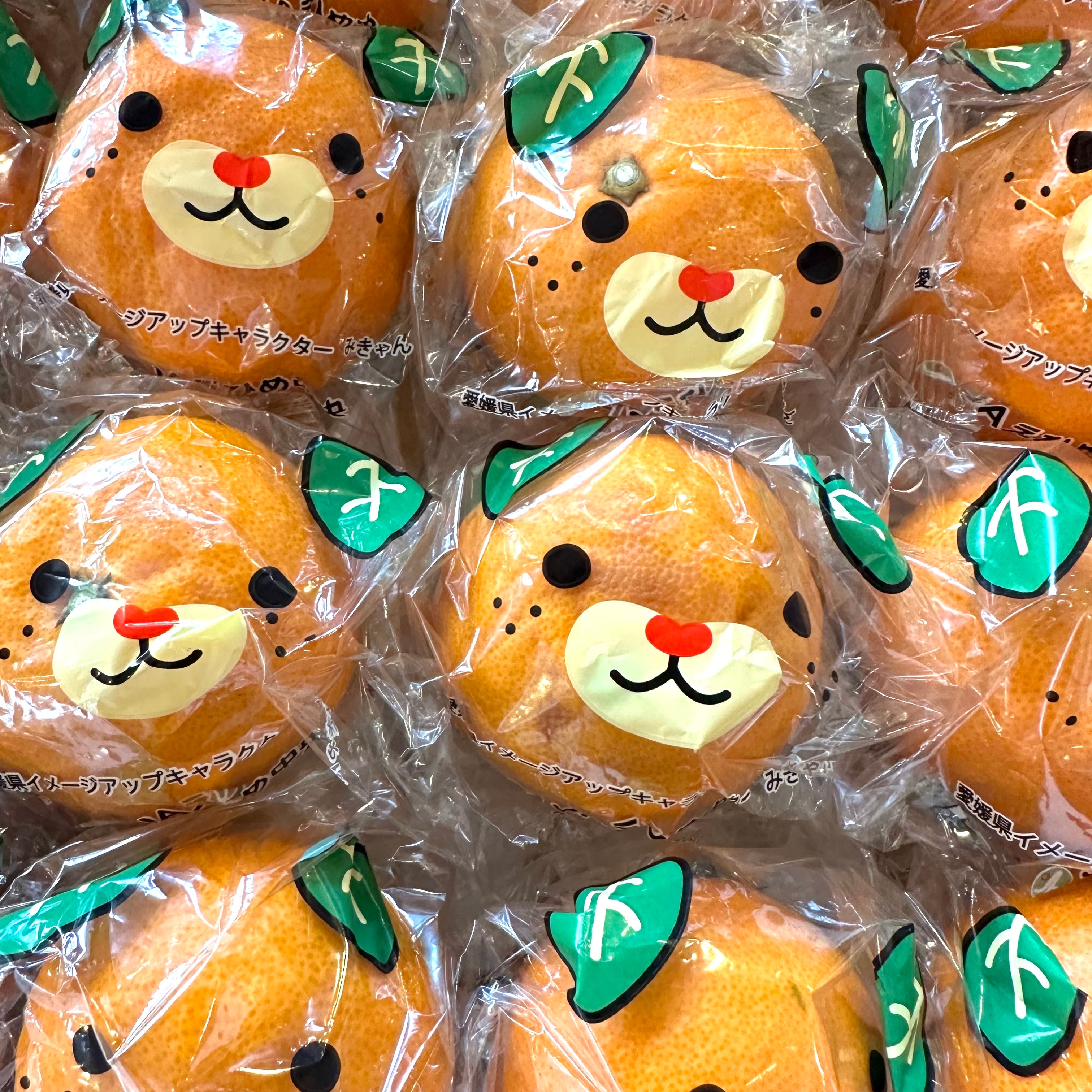 愛媛 中島便り カラマンダリン 20個入り