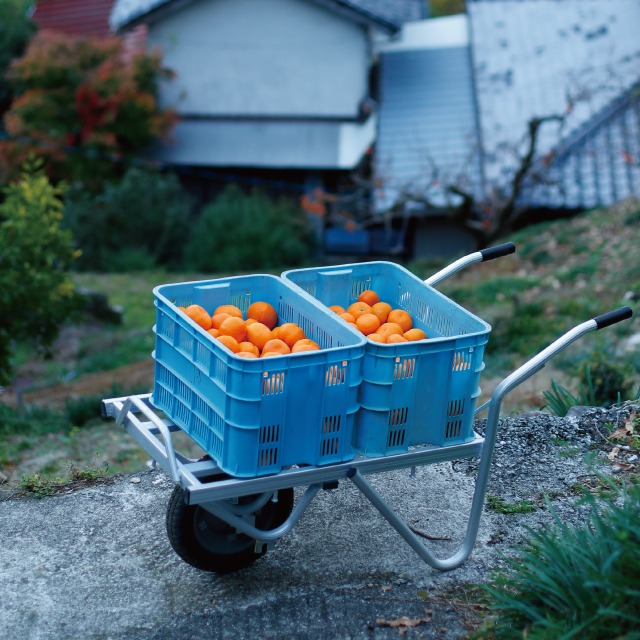 2026/1/1予約販売開始【5kg箱＋10kg箱 2箱まとめて一括り1個口発送】蔵出し熟成みかん5kg＋10kg