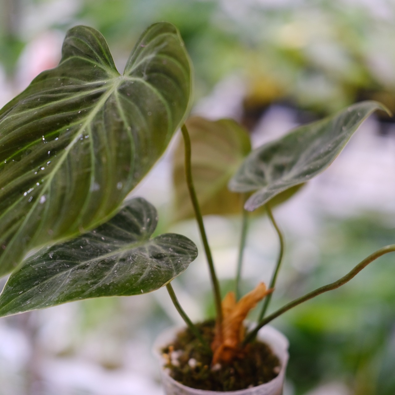 フィロデンドロン エルチョコレッド / Philodendron "El Choco Red"⑦ / 観葉植物<育て方・花言葉>