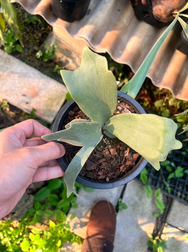 P.willinckii cv.Blue Queen (Pup)【artPLANTs】 ビカクシダ/Platycerium