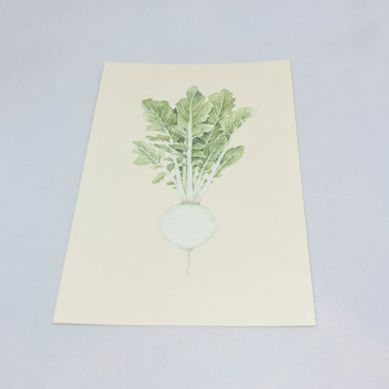 かぶ/ ポストカード / ささきめぐみ /