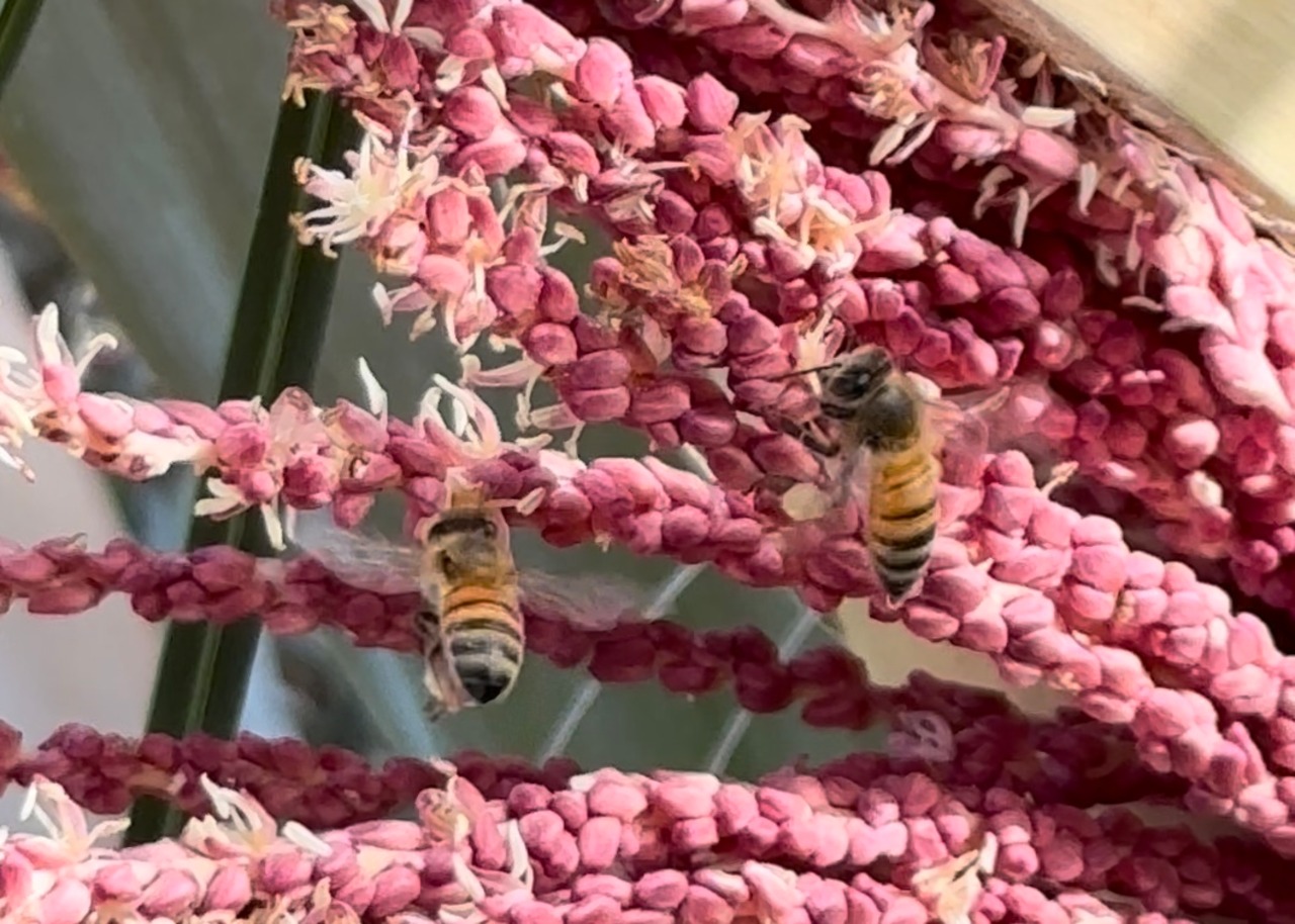 【国産・完全非加熱】ヤシと夏の花々の生はちみつ｜純粋はちみつ 520g