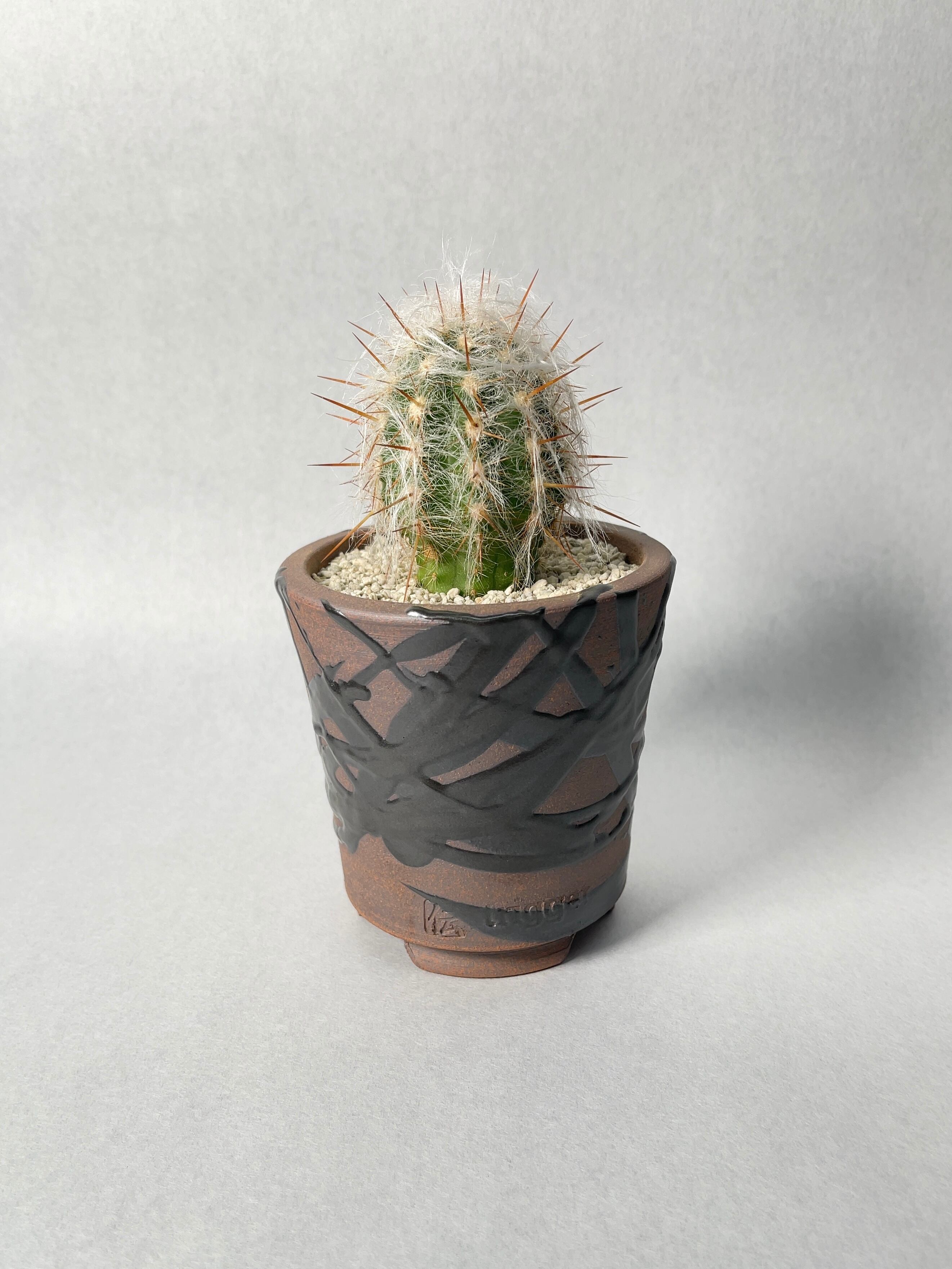 オレオケレウス・白雲錦 | trigger