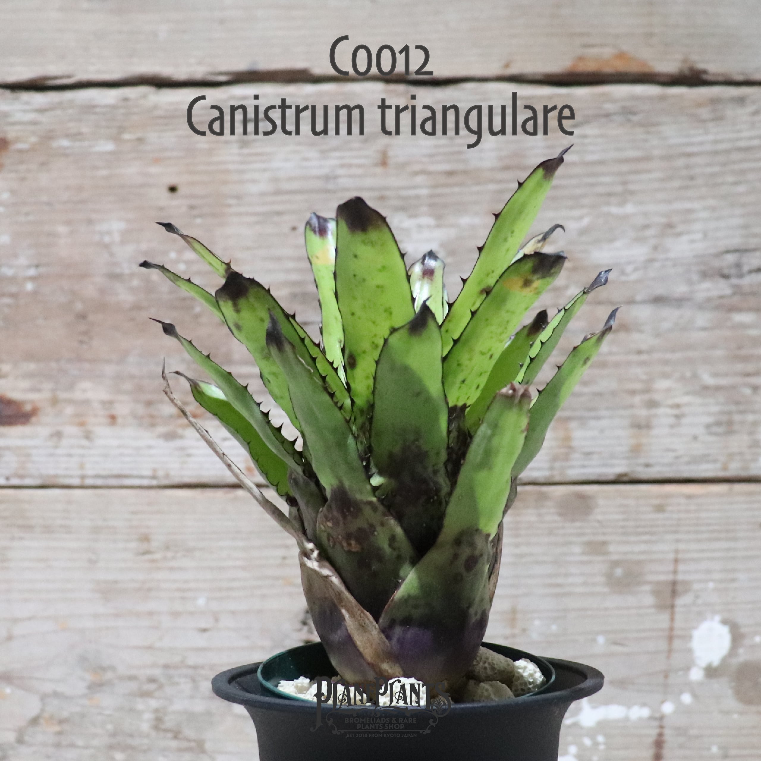 Canistrum | plane plants
