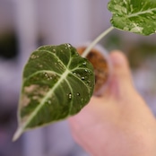 Alocasia Black Velvet Pink Albo│アロカシア ブラックベルベット ピンクアルボ│観葉植物
