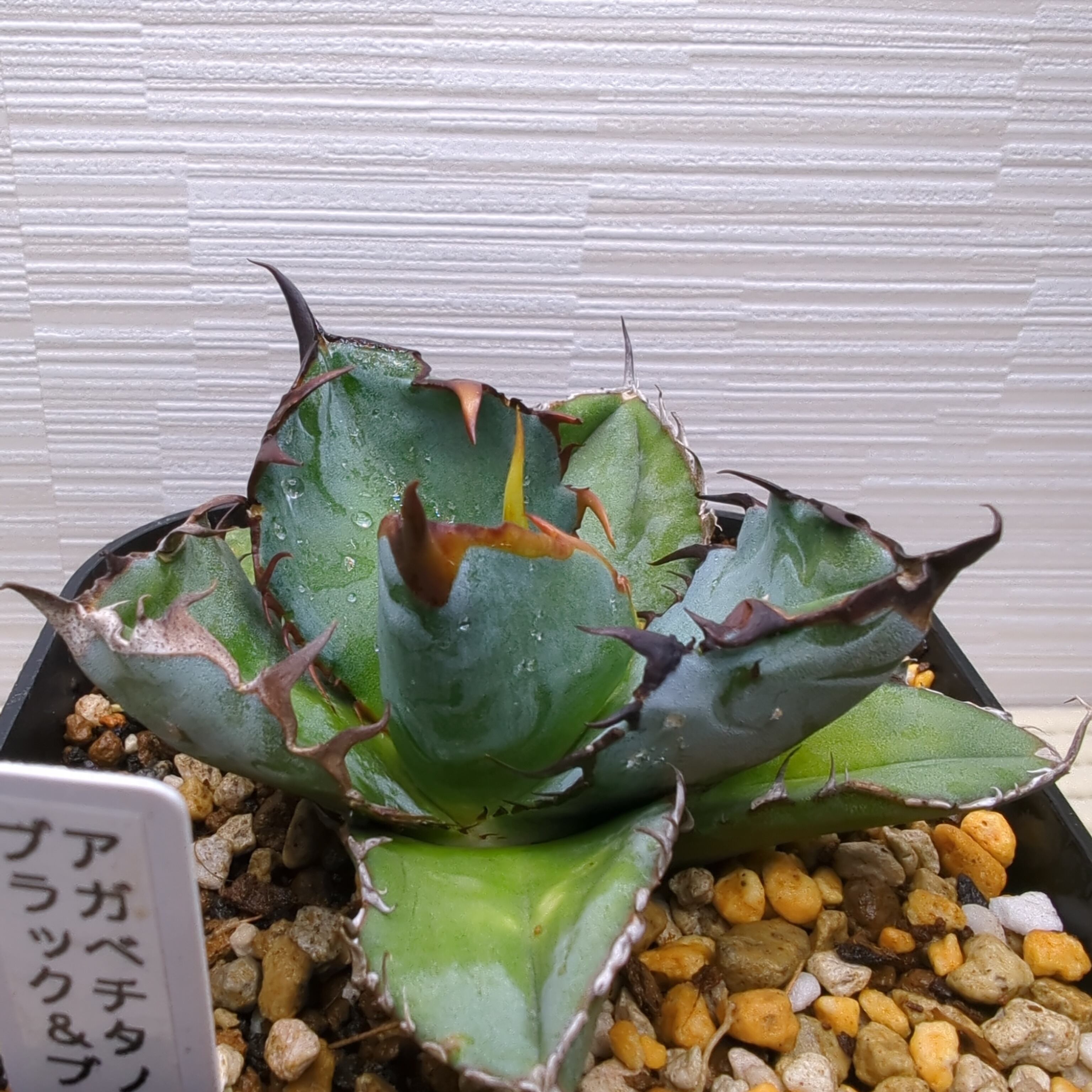 アガベ チタノタ ハデス Agave titanota 'Hades' 鉢ごと配送 アガベ チタノタ ハデス Agave titanota 'Hades' 鉢ごと配送