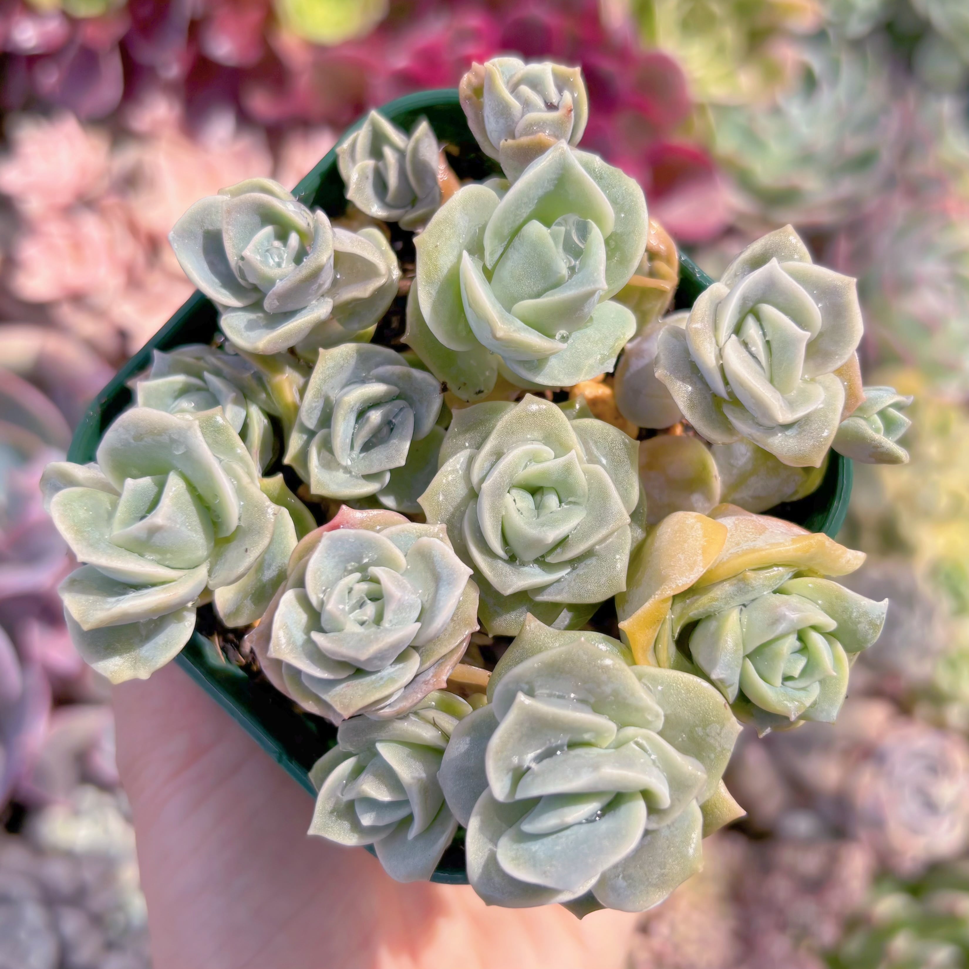 現品　ラブリーローズ#C59　るる農園