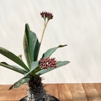 Euphorbia pachypodioides【ユーフォルビア・パキポディオイデス】