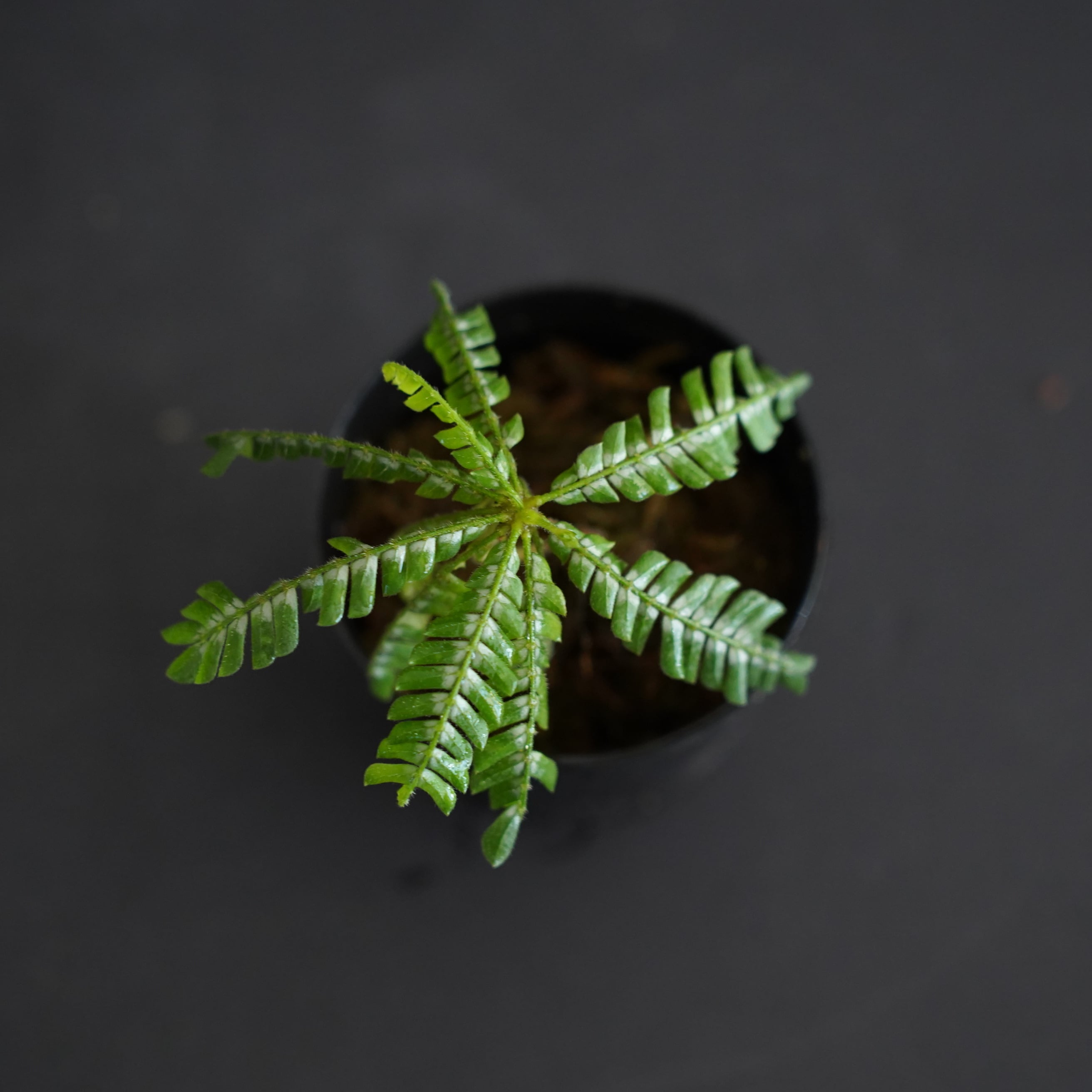 ビオフィツム sp. silver line Type【熱帯植物】テラリウム